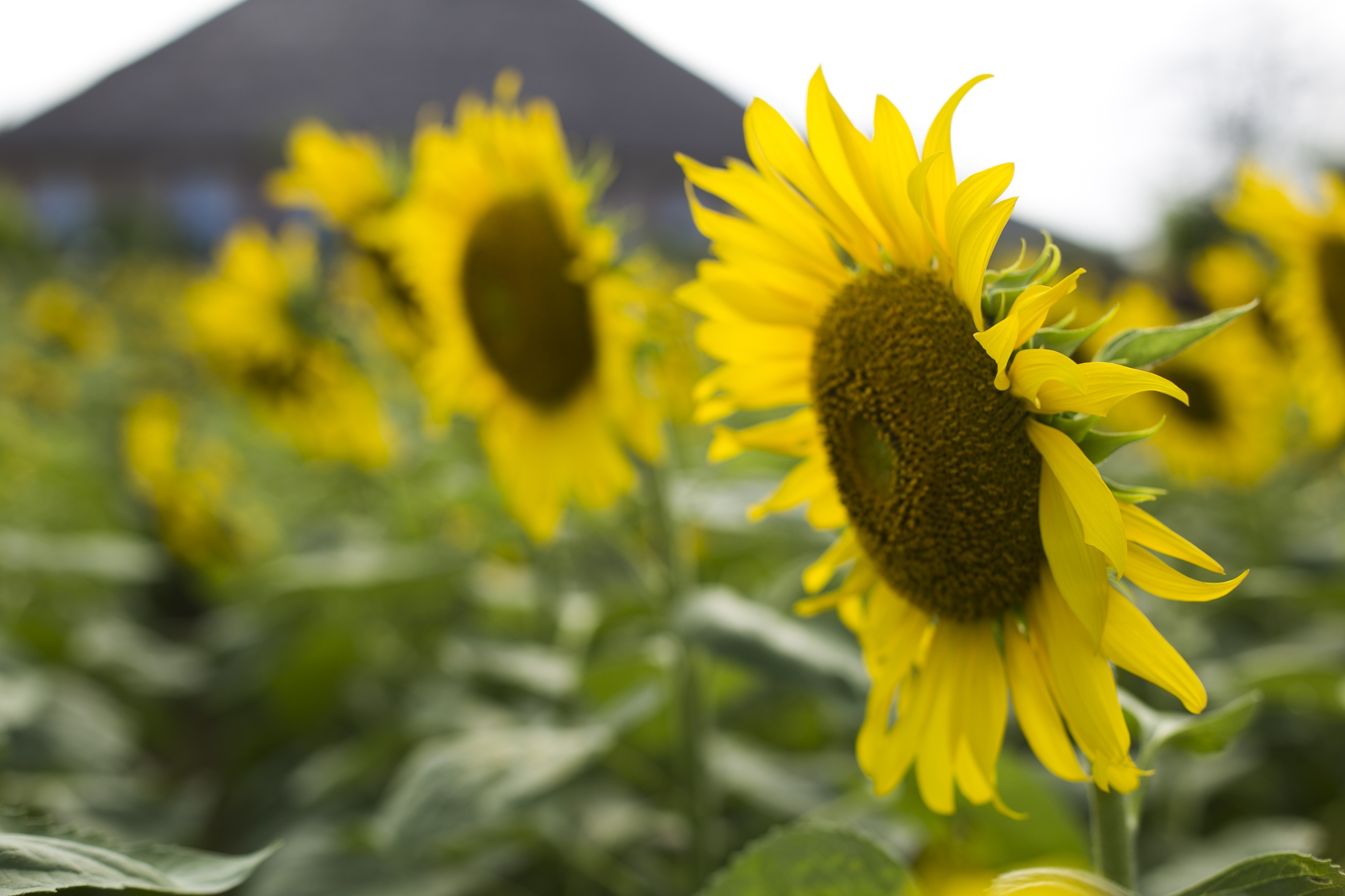 vuon hoa huong duong phu yen anh 9