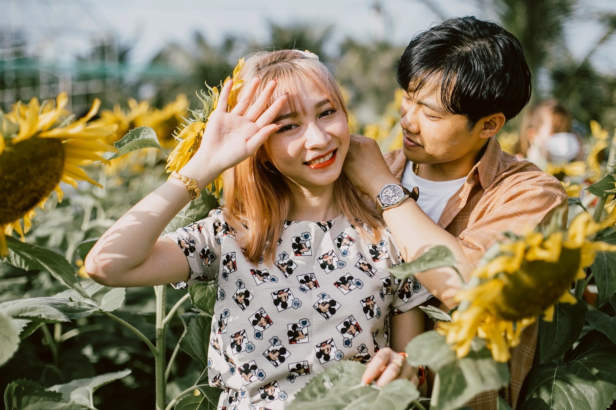 Vuon hoa huong duong moi o Phu Yen hut khach hinh anh