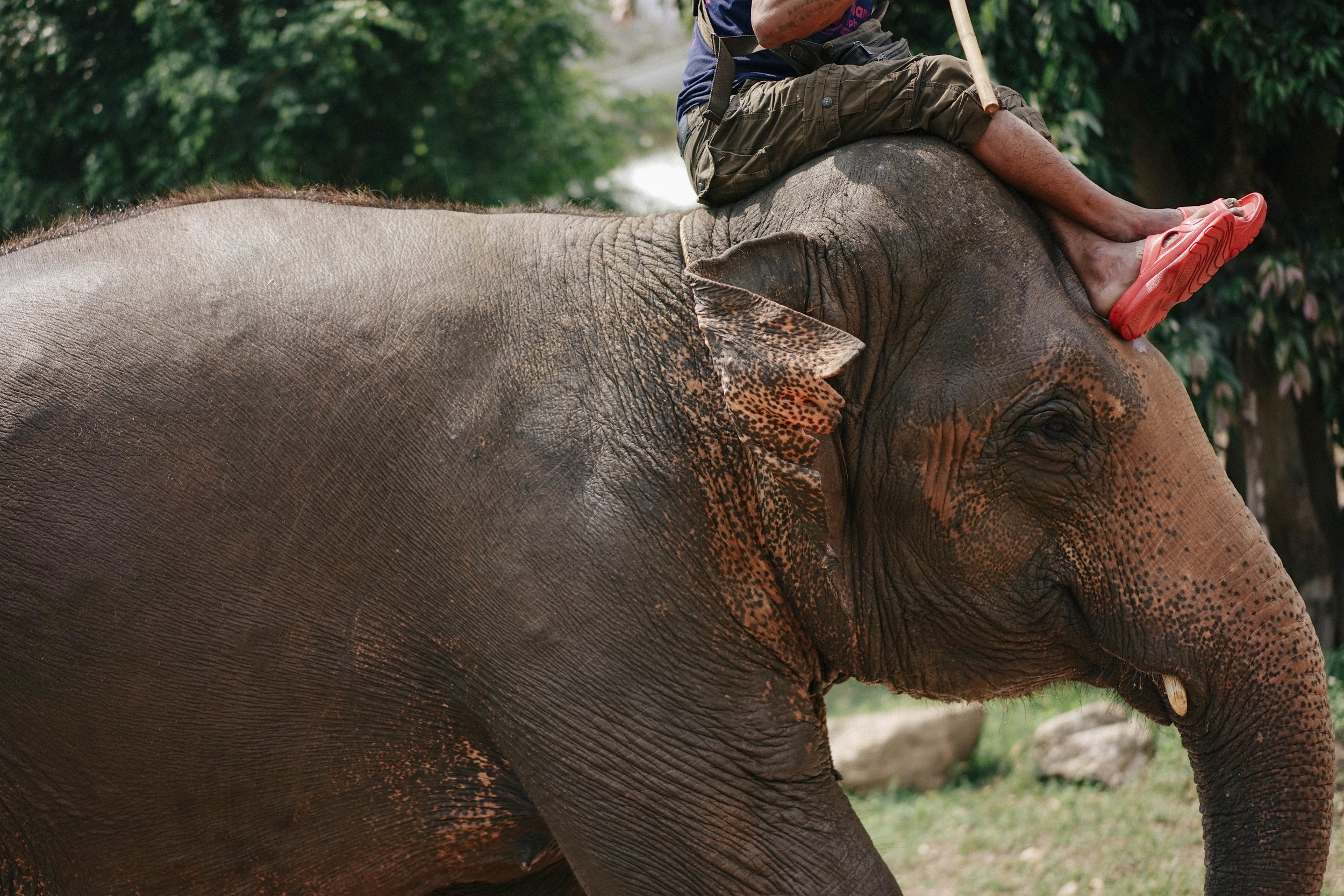 cuoi voi o dak lak anh 4