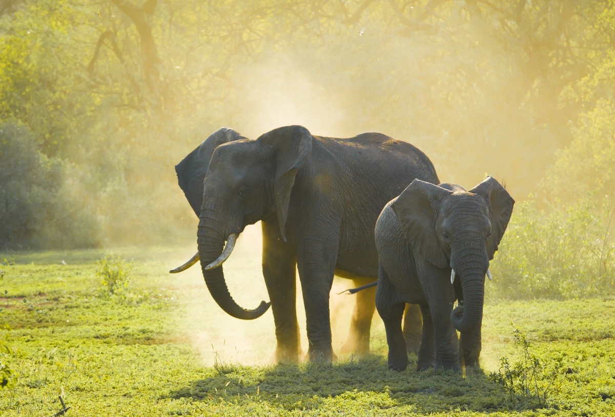 danh voi o dak lak anh 2