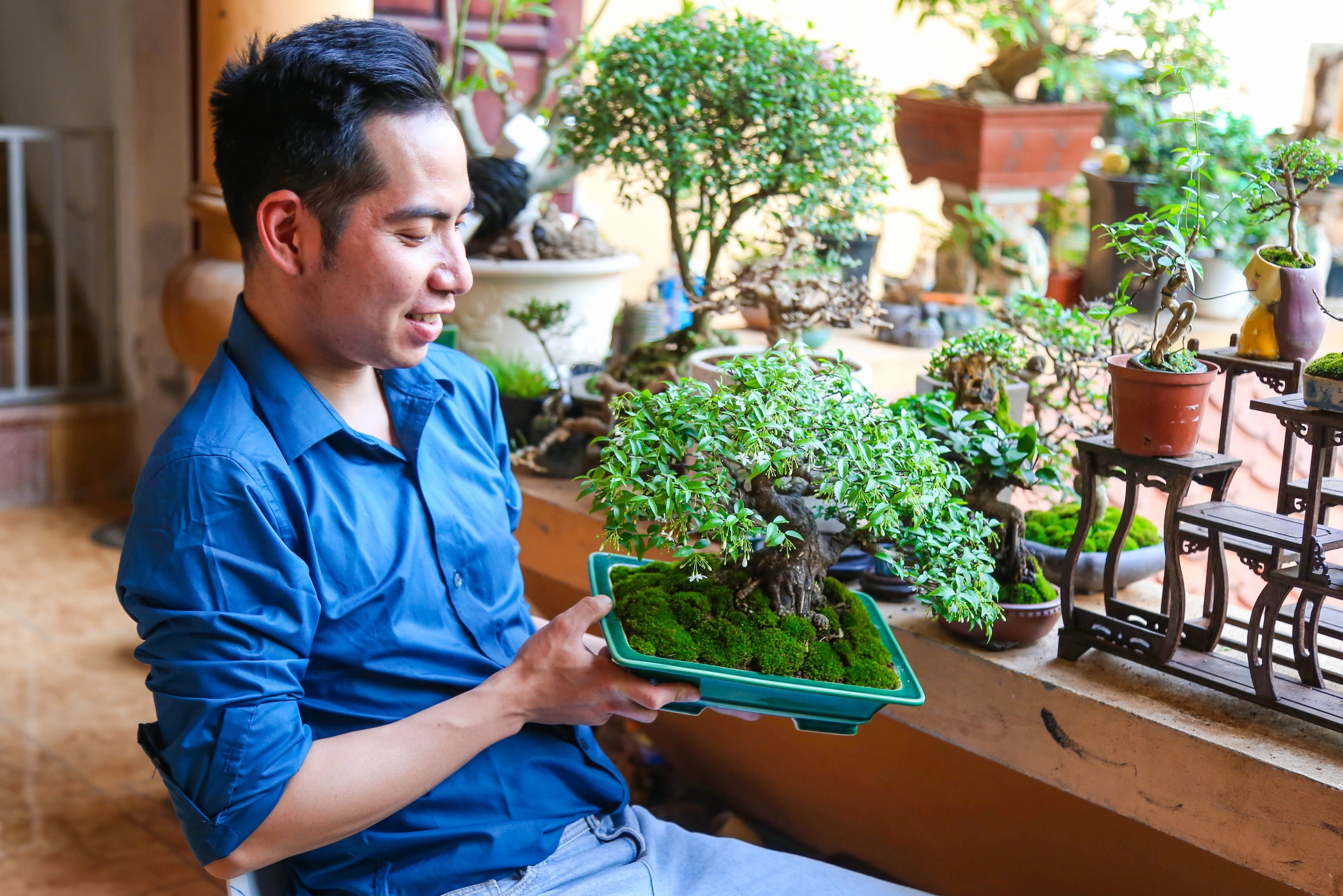 Tu che bonsai mini tu cay dai hinh anh