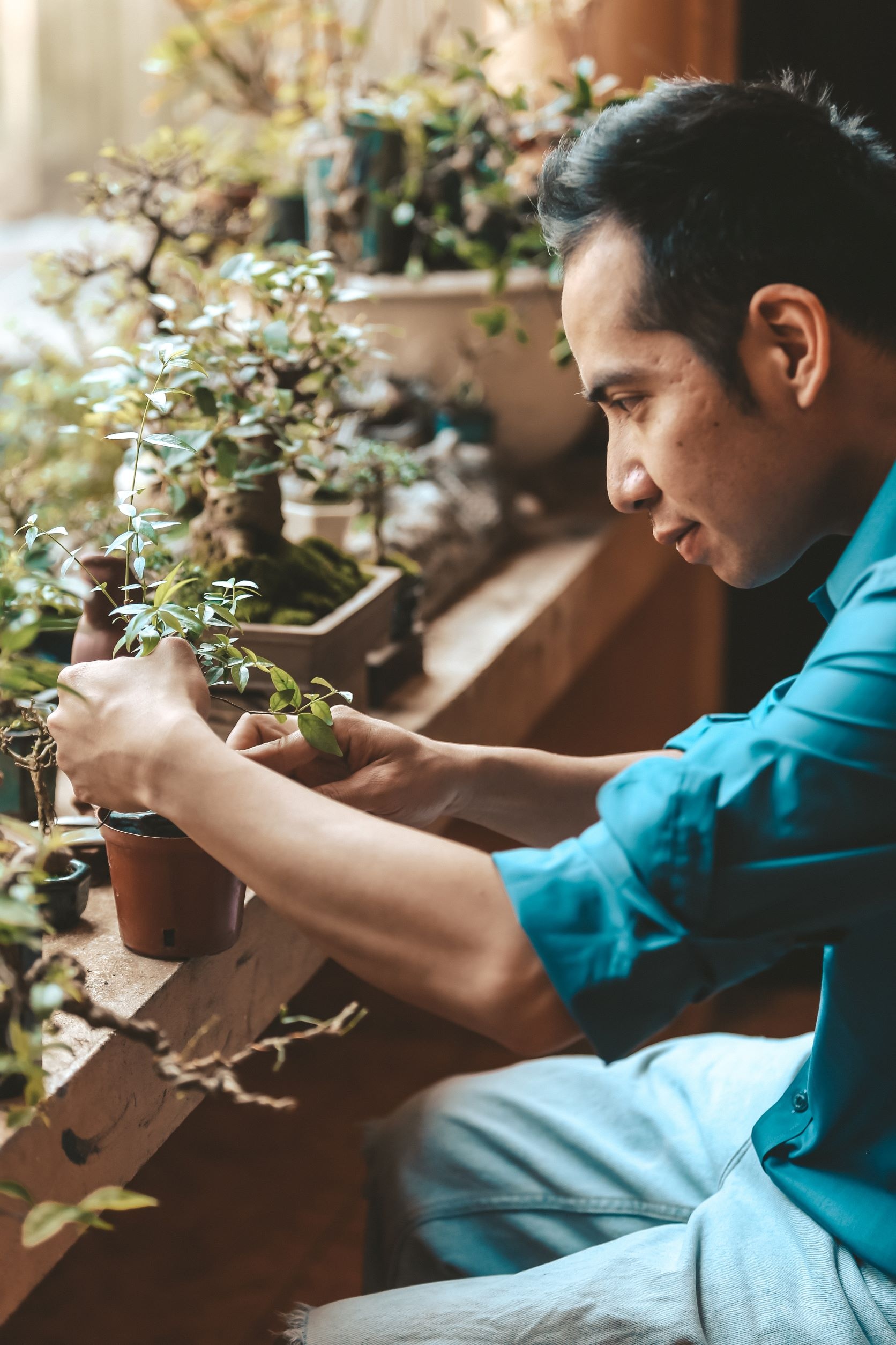 mua cay bonsai anh 1