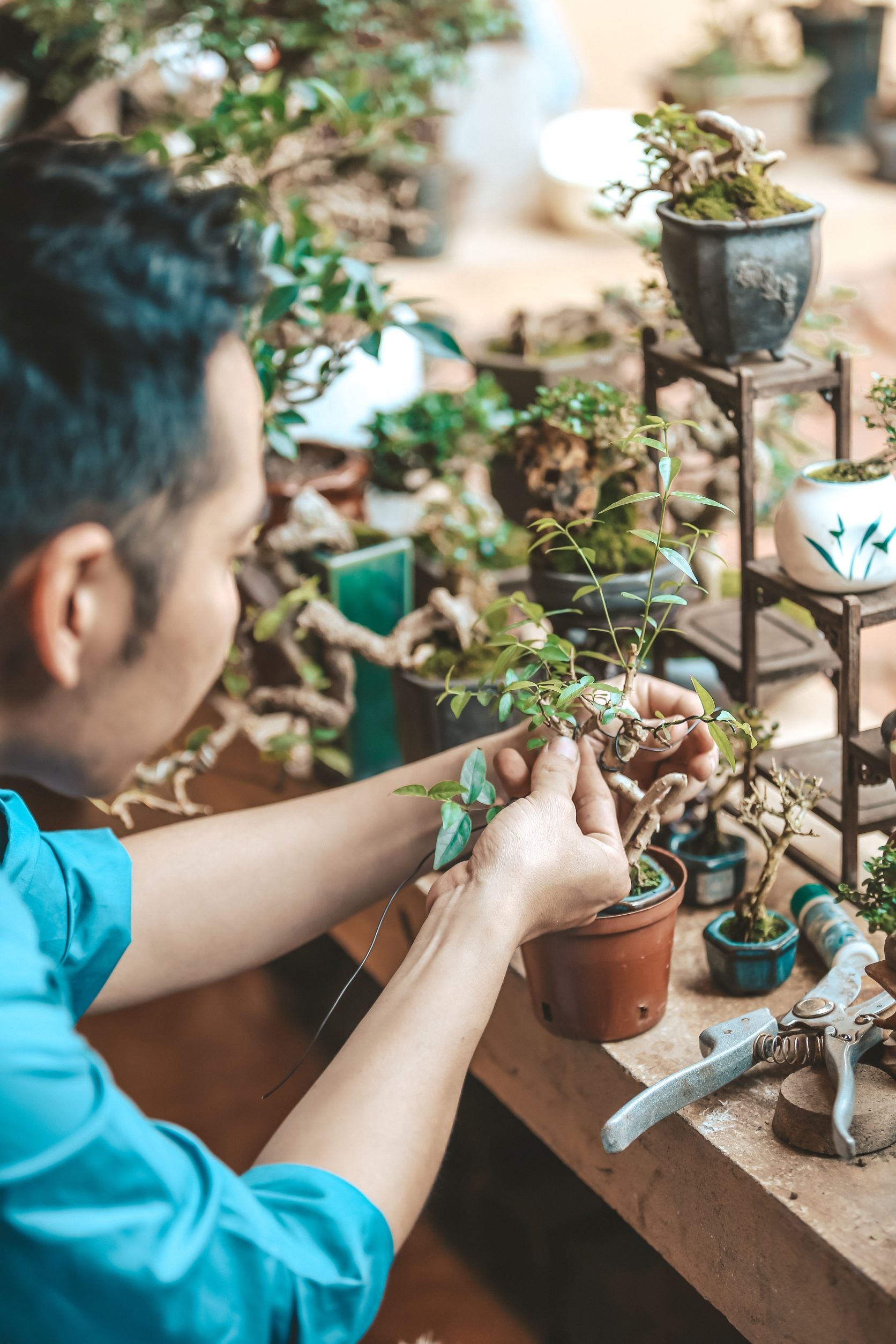 mua cay bonsai anh 2