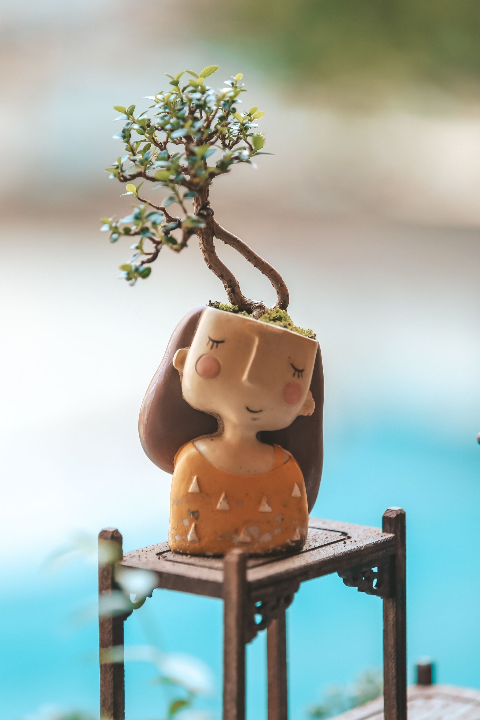 mua cay bonsai anh 3