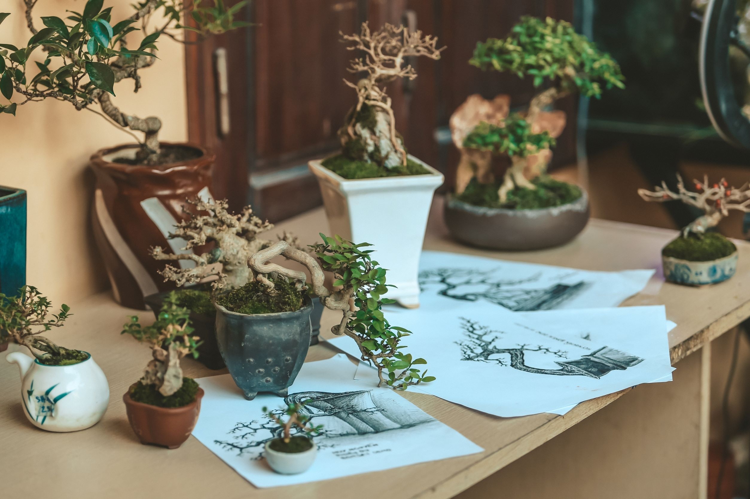 mua cay bonsai anh 5