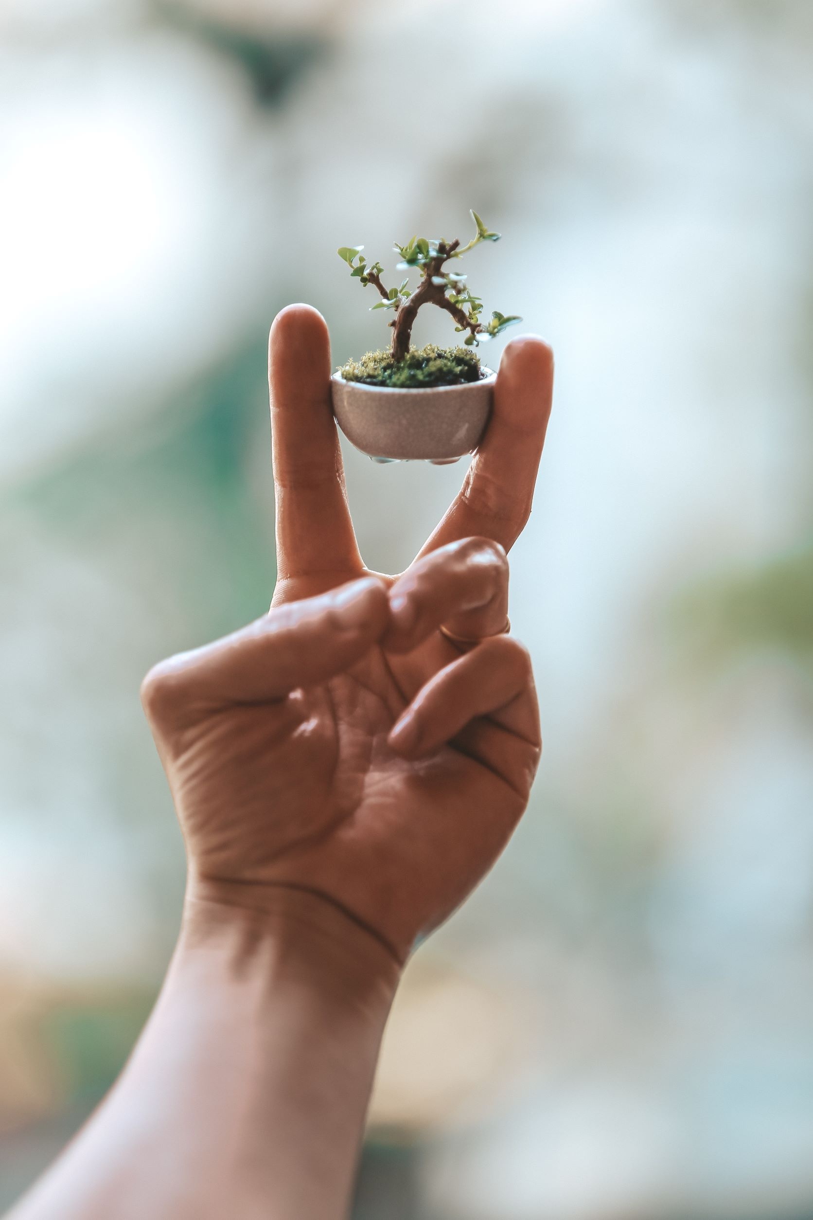 mua cay bonsai anh 4