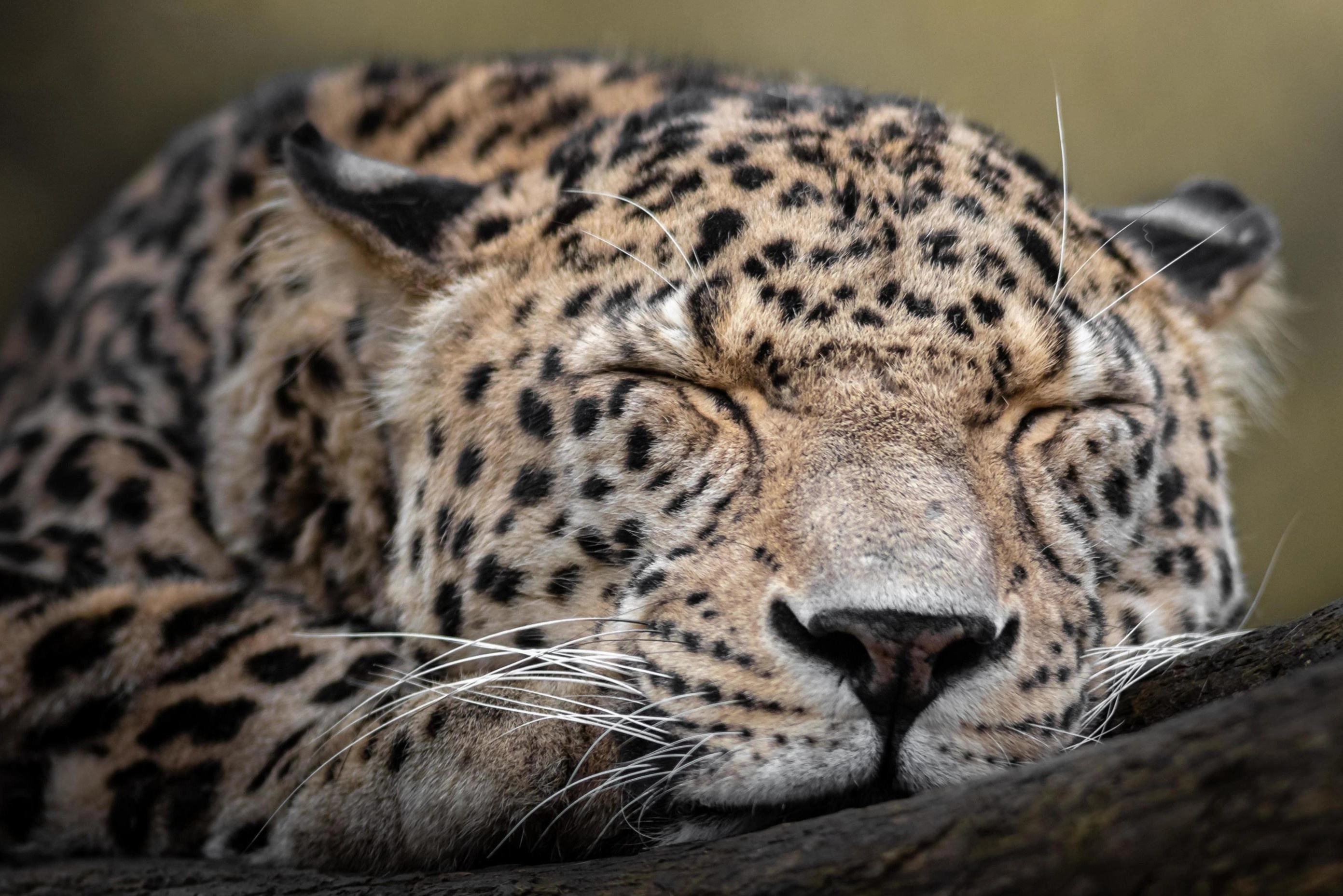 Noi nguoi song cung bao hoa mai hinh anh