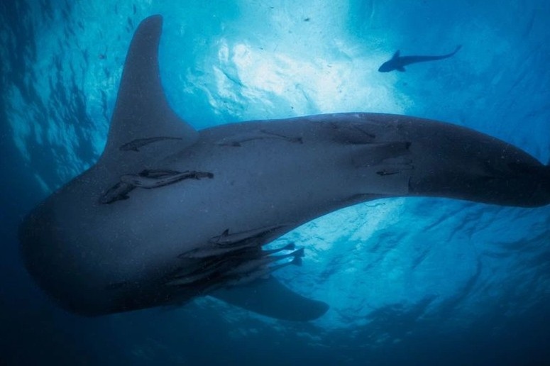 Nhung nguoi song cung ca map khong lo hinh anh