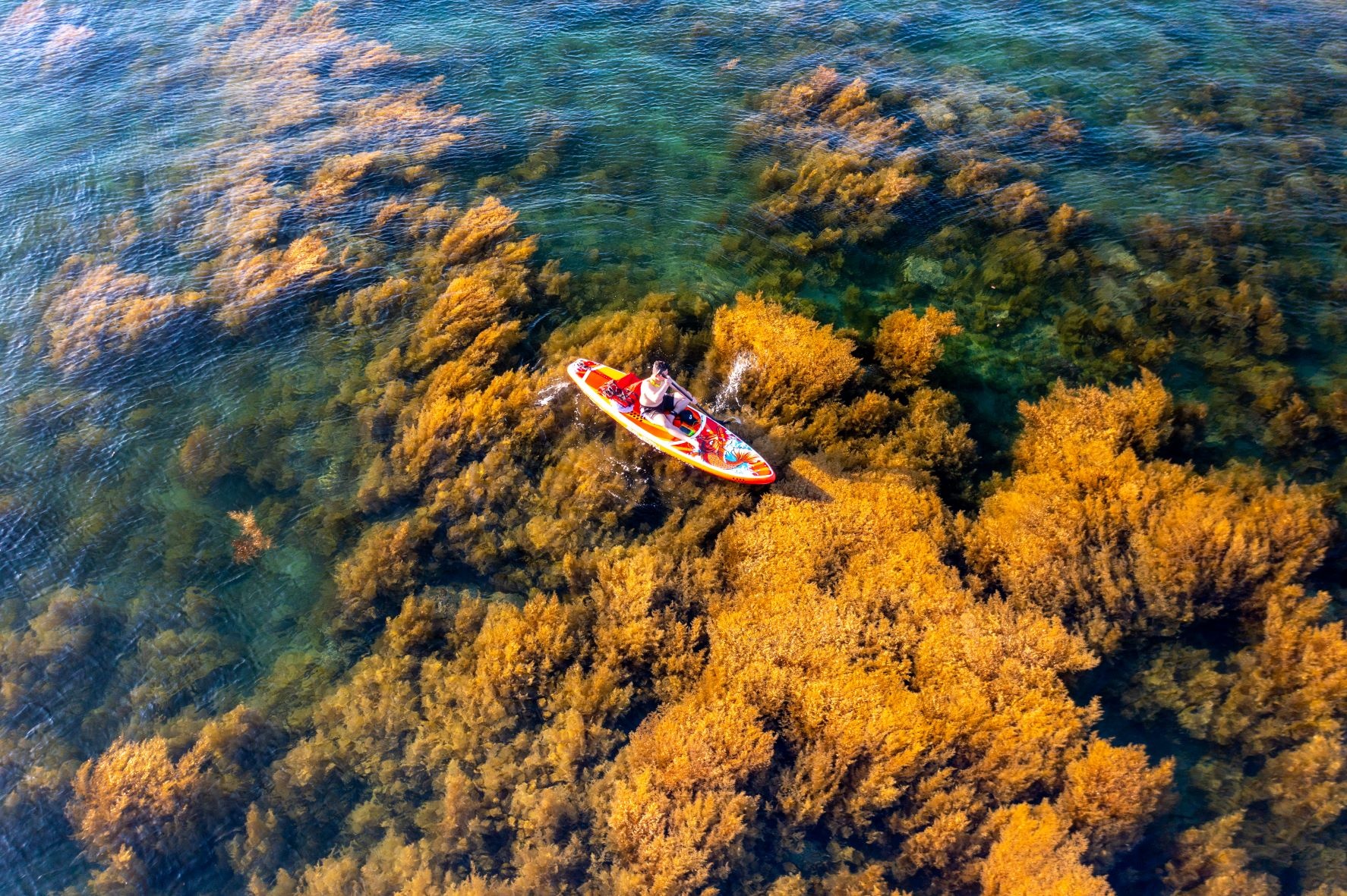 rong mơ quy nhơn ảnh 3 rong mo quy nhon anh 3