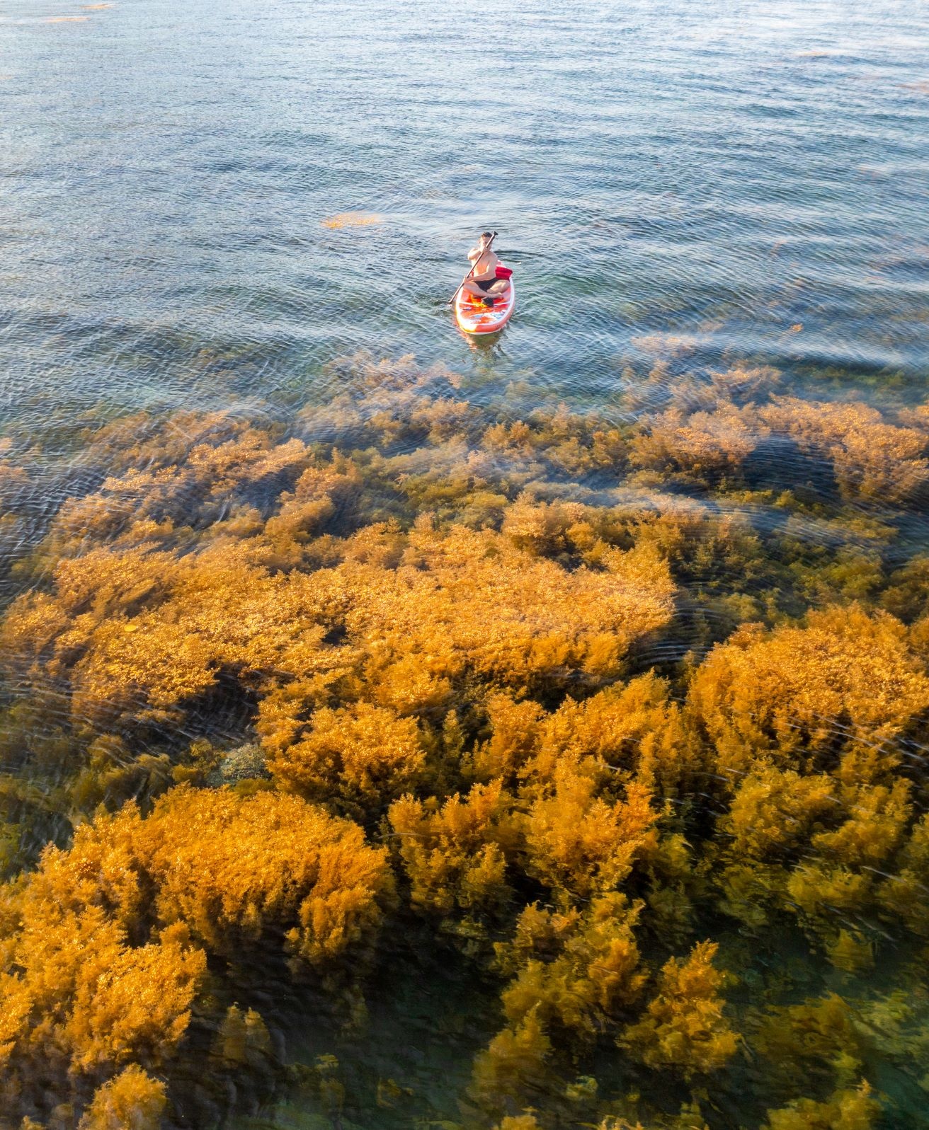 rong mơ quy nhơn ảnh 9 rong mo quy nhon anh 9