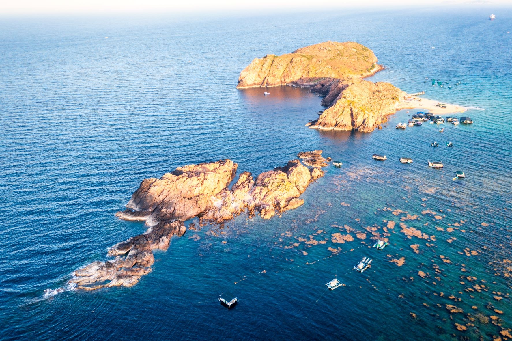 rong mơ quy nhơn ảnh 5 rong mo quy nhon anh 5