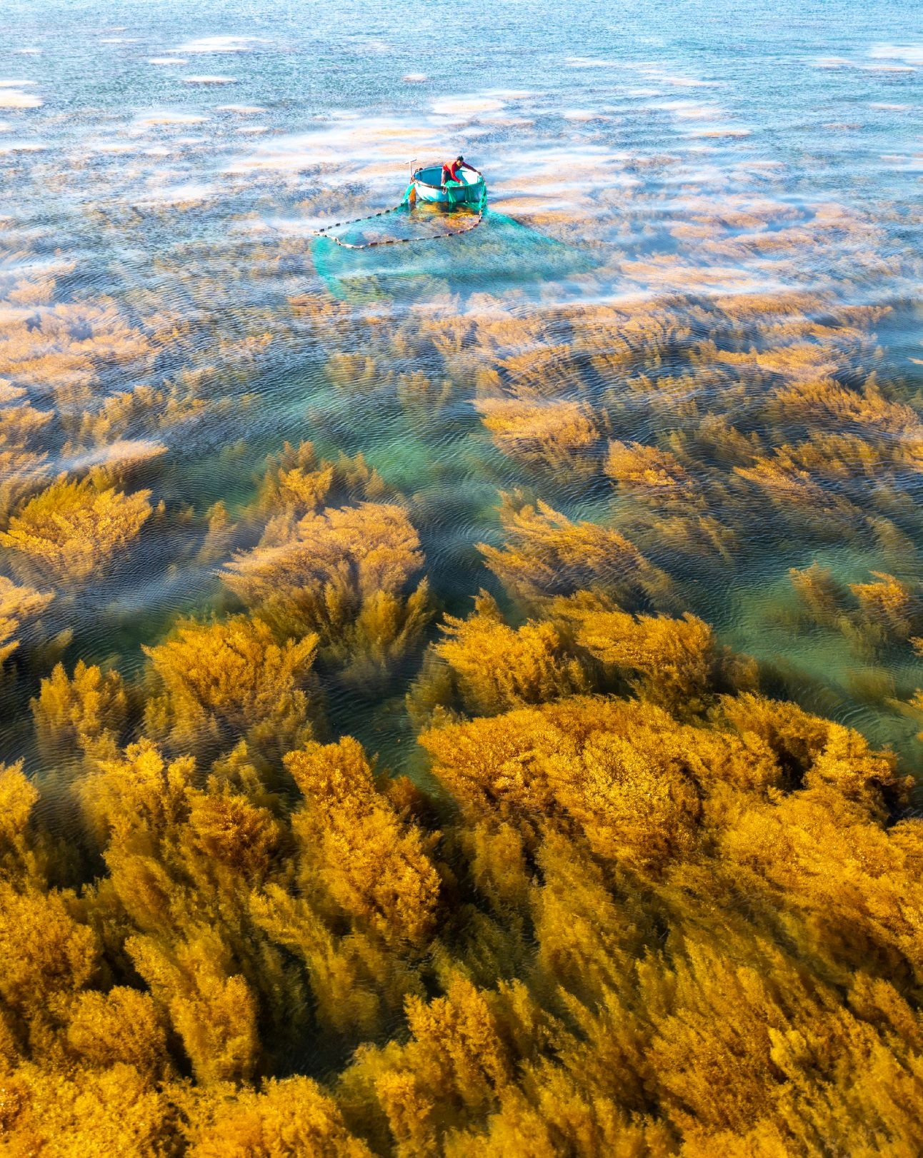 rong mơ quy nhơn ảnh 10 rong mo quy nhon anh 10