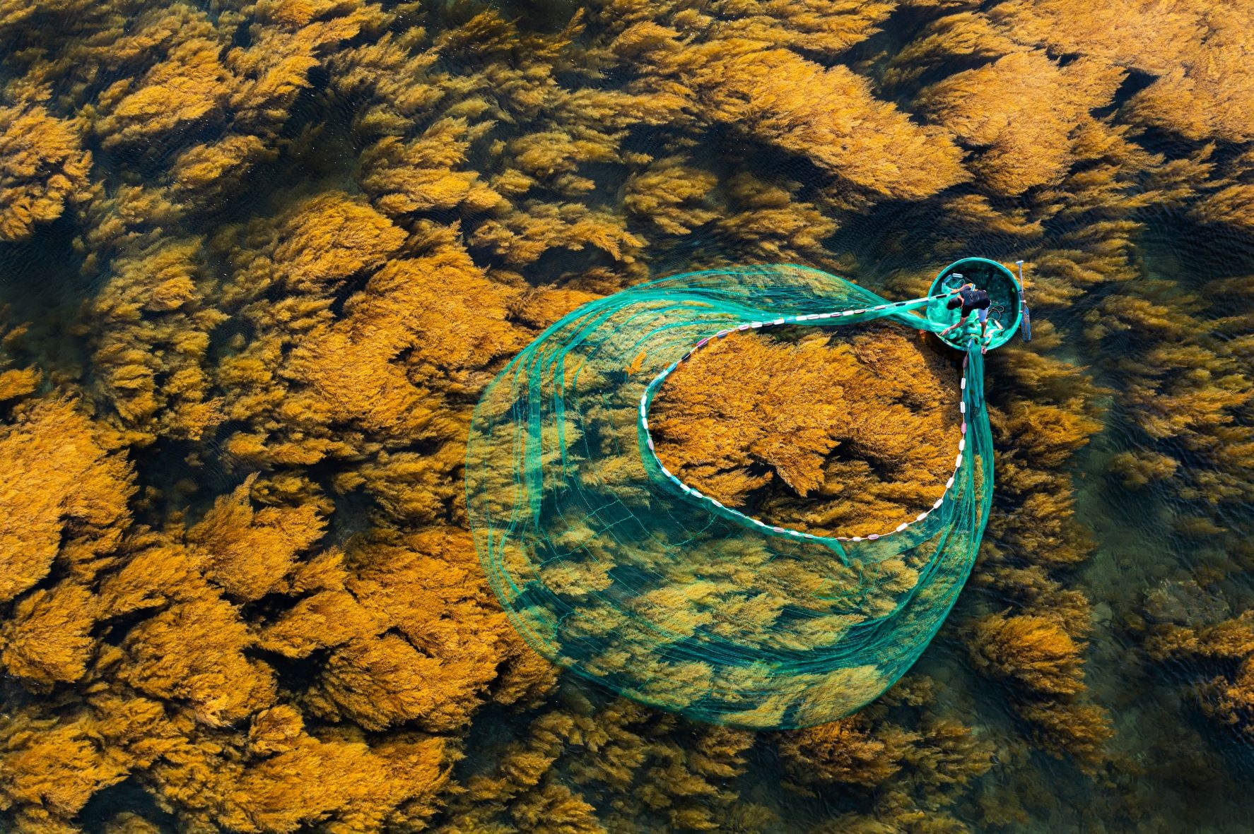 rong mơ quy nhơn ảnh 7 rong mo quy nhon anh 7