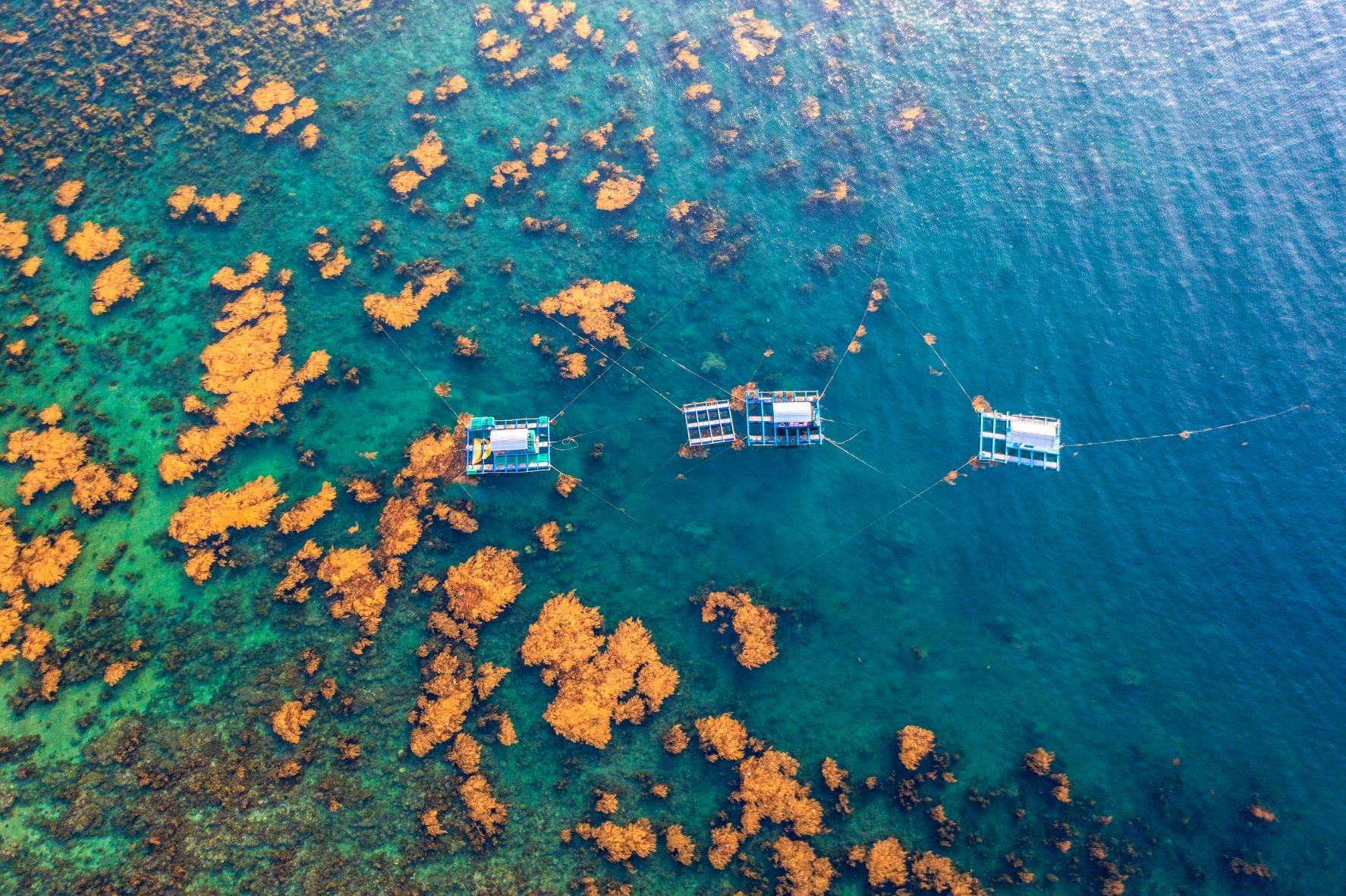 rong mơ quy nhơn ảnh 8 rong mo quy nhon anh 8