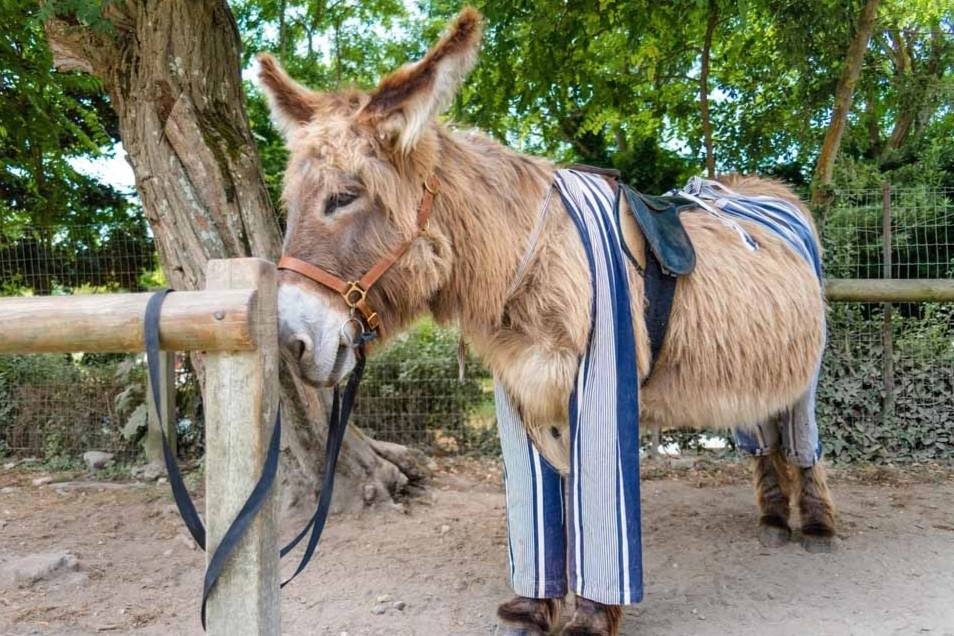 Noi co nhung con lua mac quan hinh anh