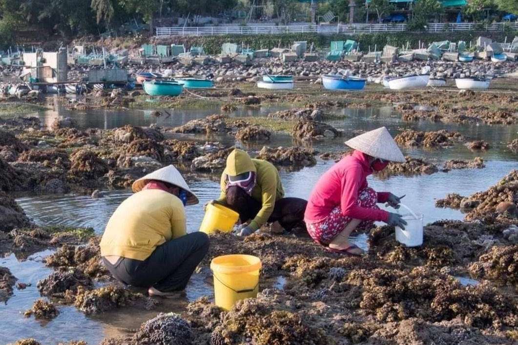 Khong de san ho Phu Yen giong Nha Trang hinh anh