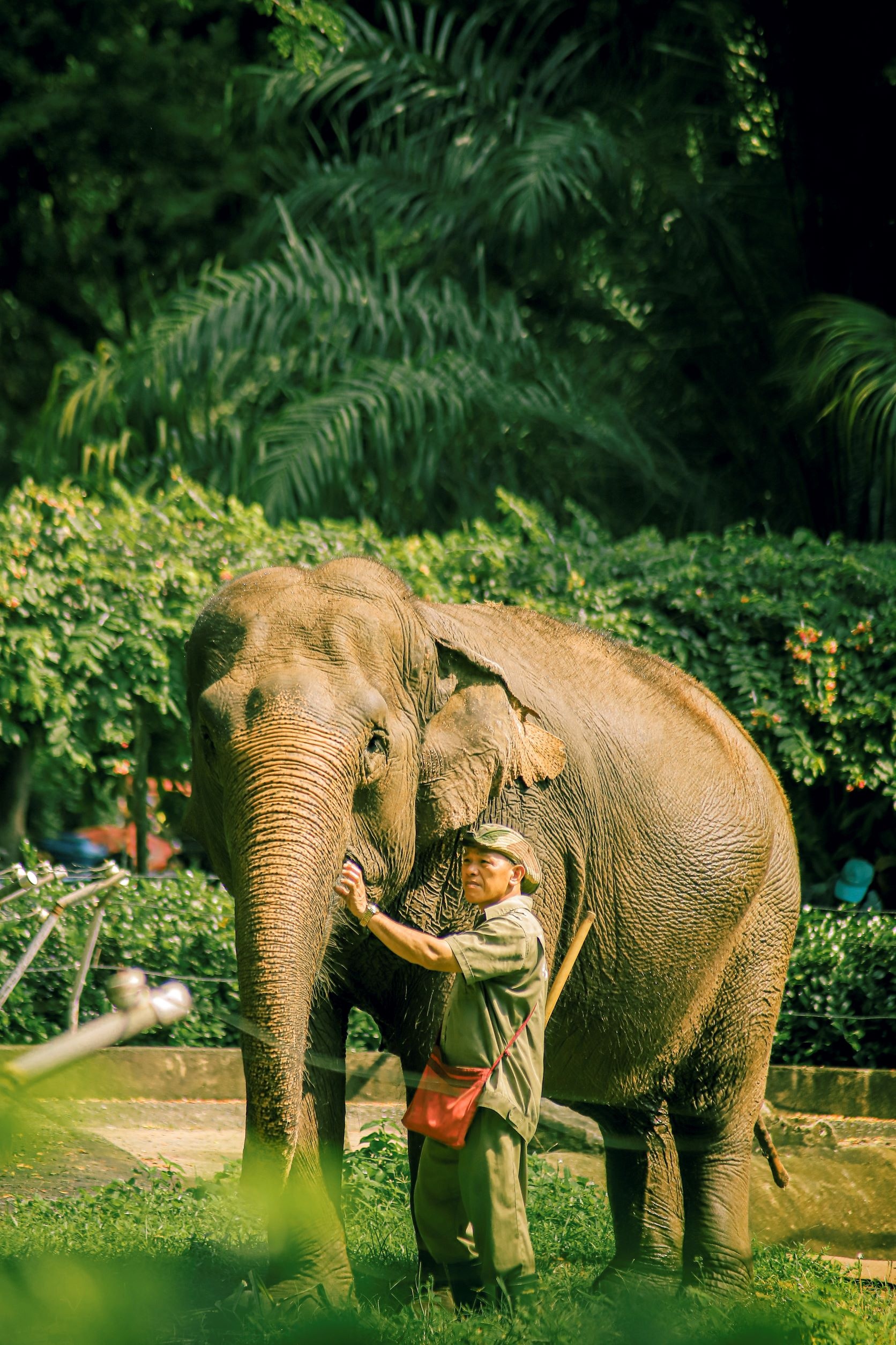 thảo cầm viên ảnh 7 thao cam vien anh 7