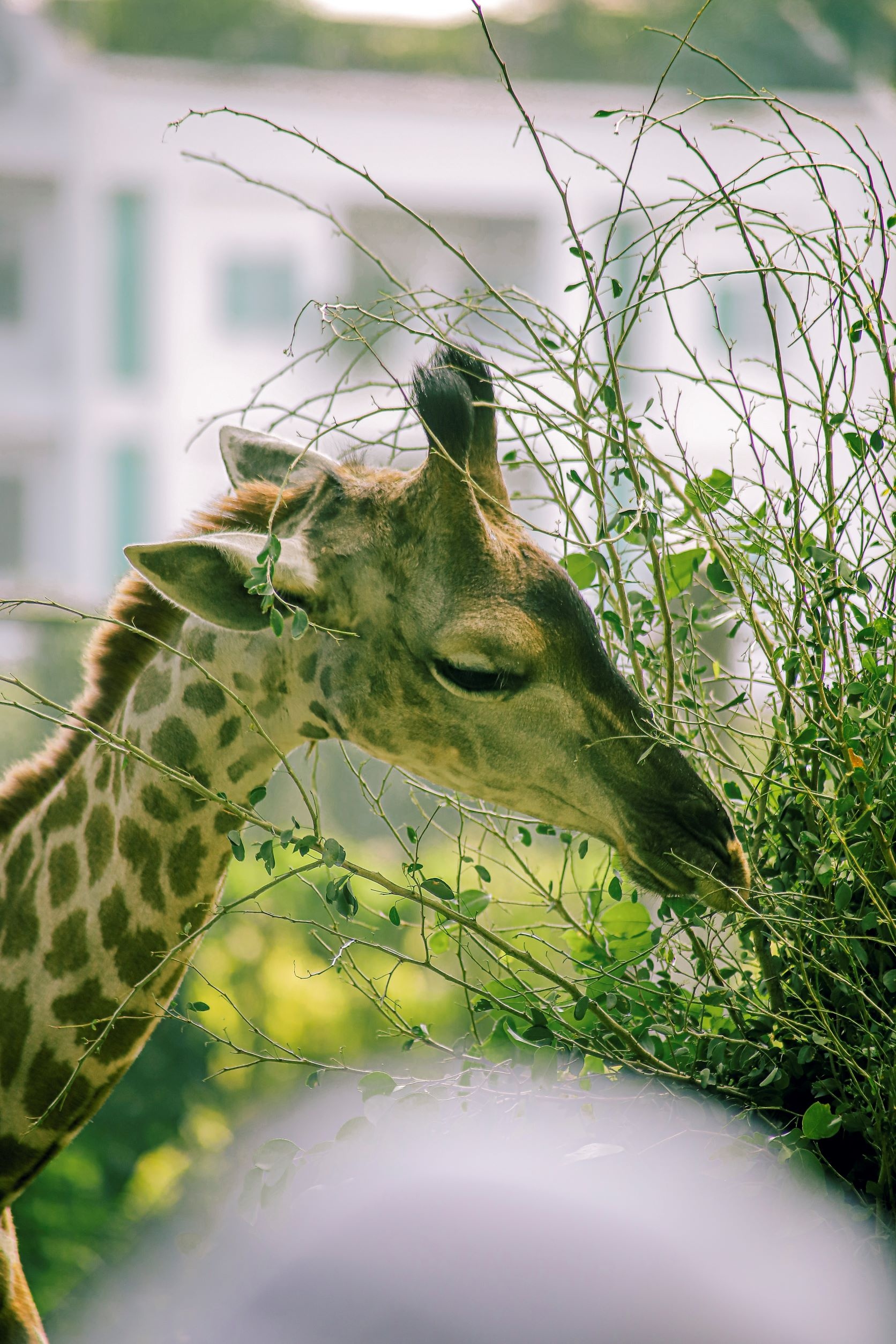 thảo cầm viên ảnh 9 thao cam vien anh 9