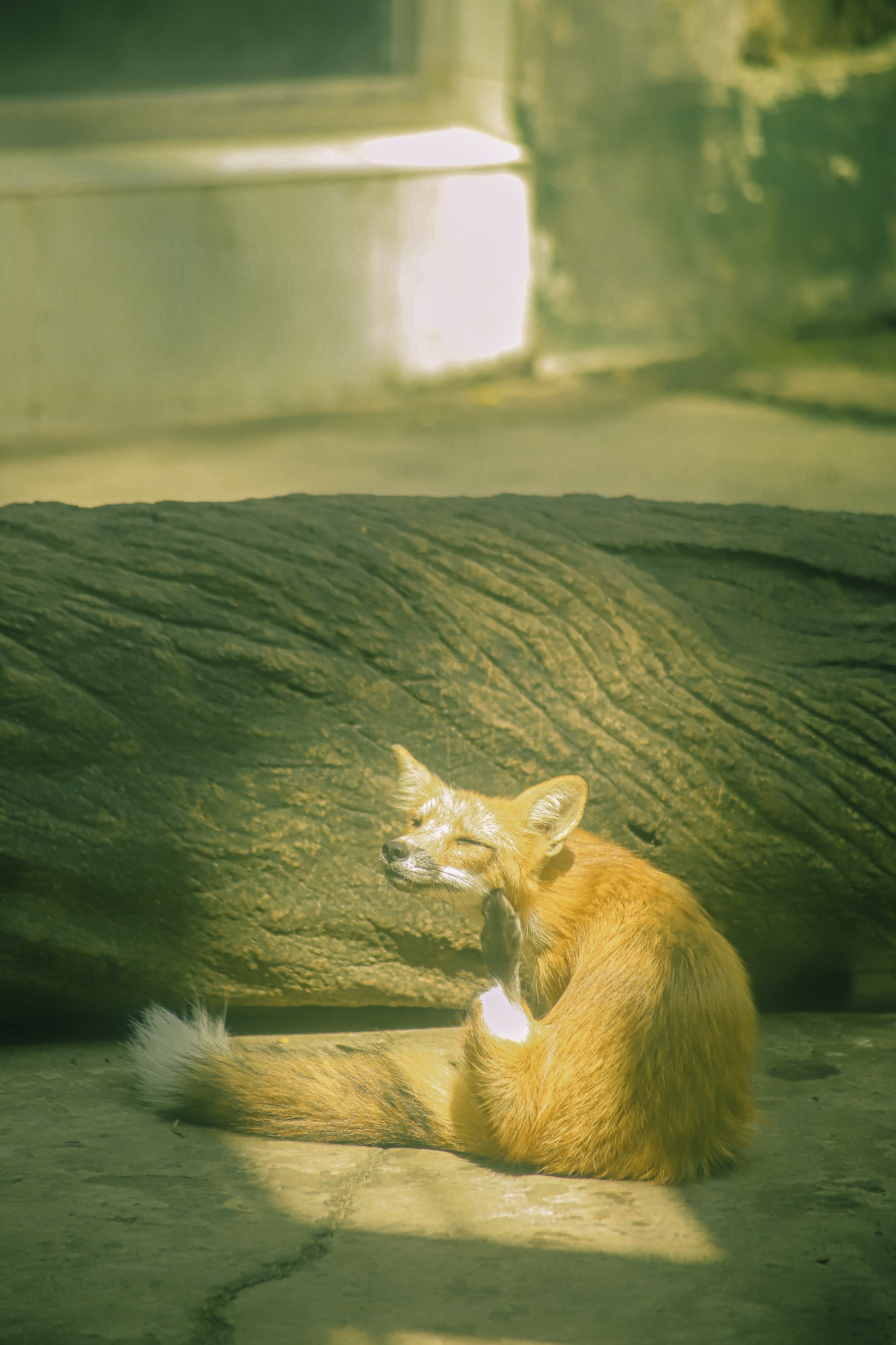 thảo cầm viên ảnh 8 thao cam vien anh 8