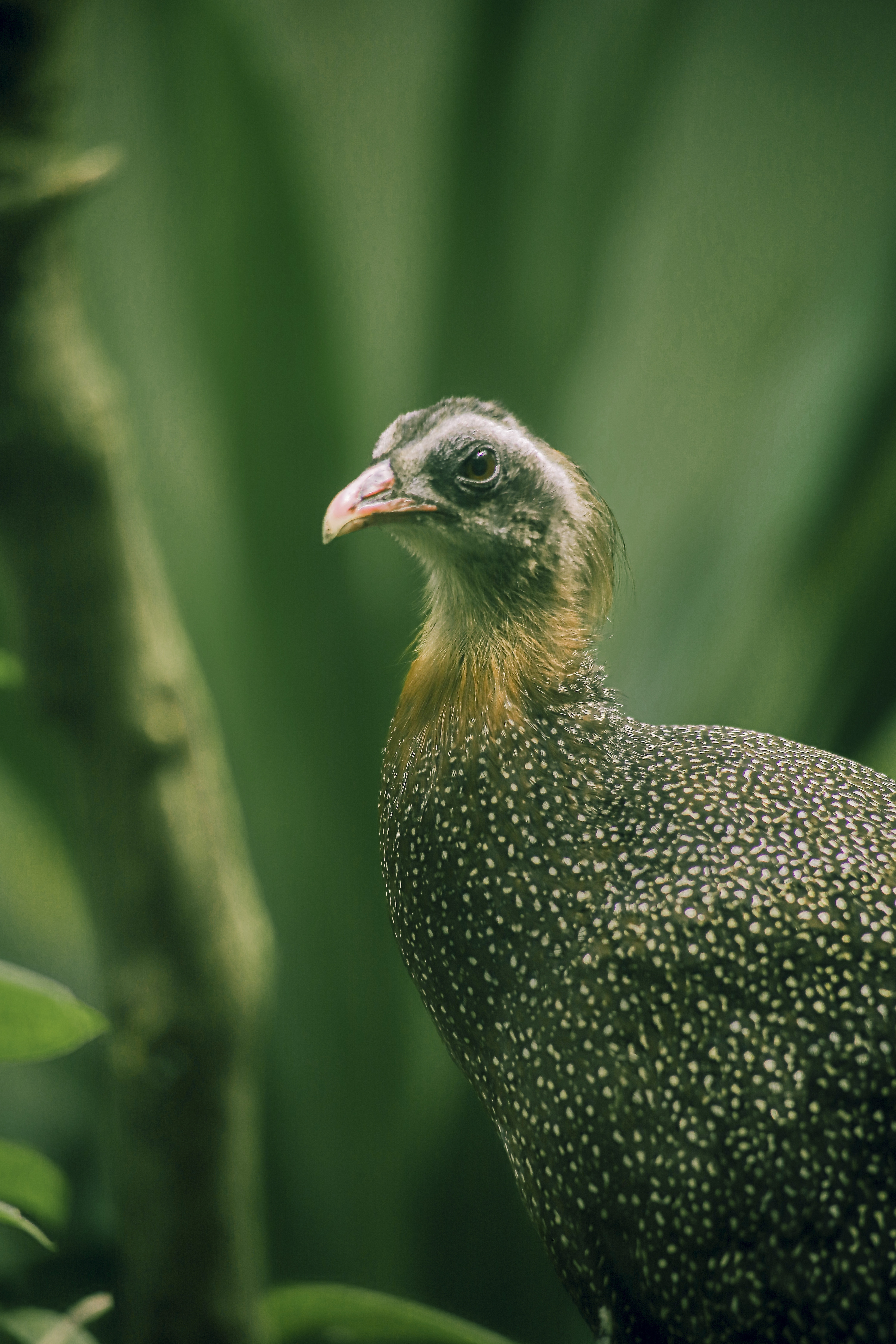 thảo cầm viên ảnh 13 thao cam vien anh 13