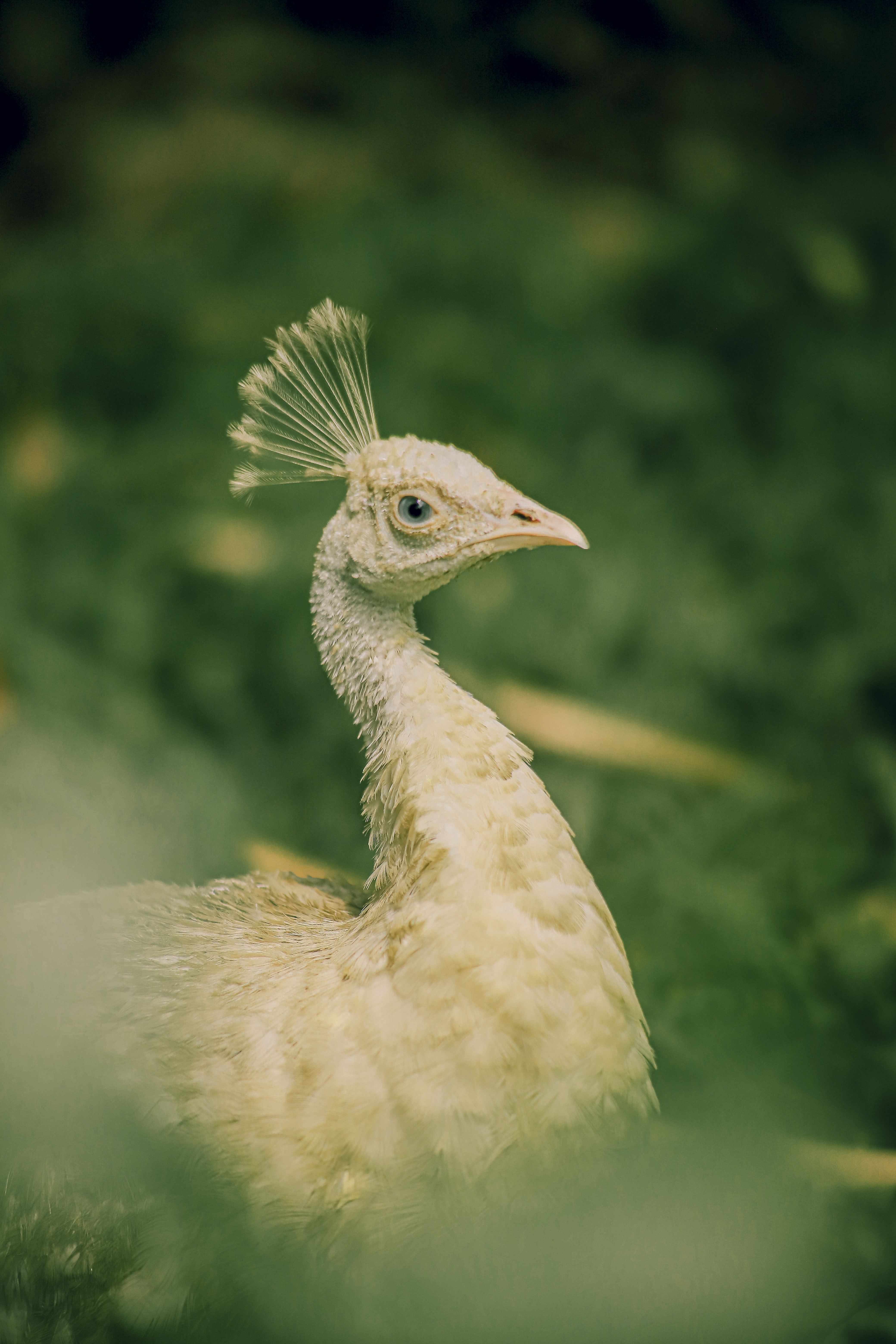 thảo cầm viên ảnh 12 thao cam vien anh 12