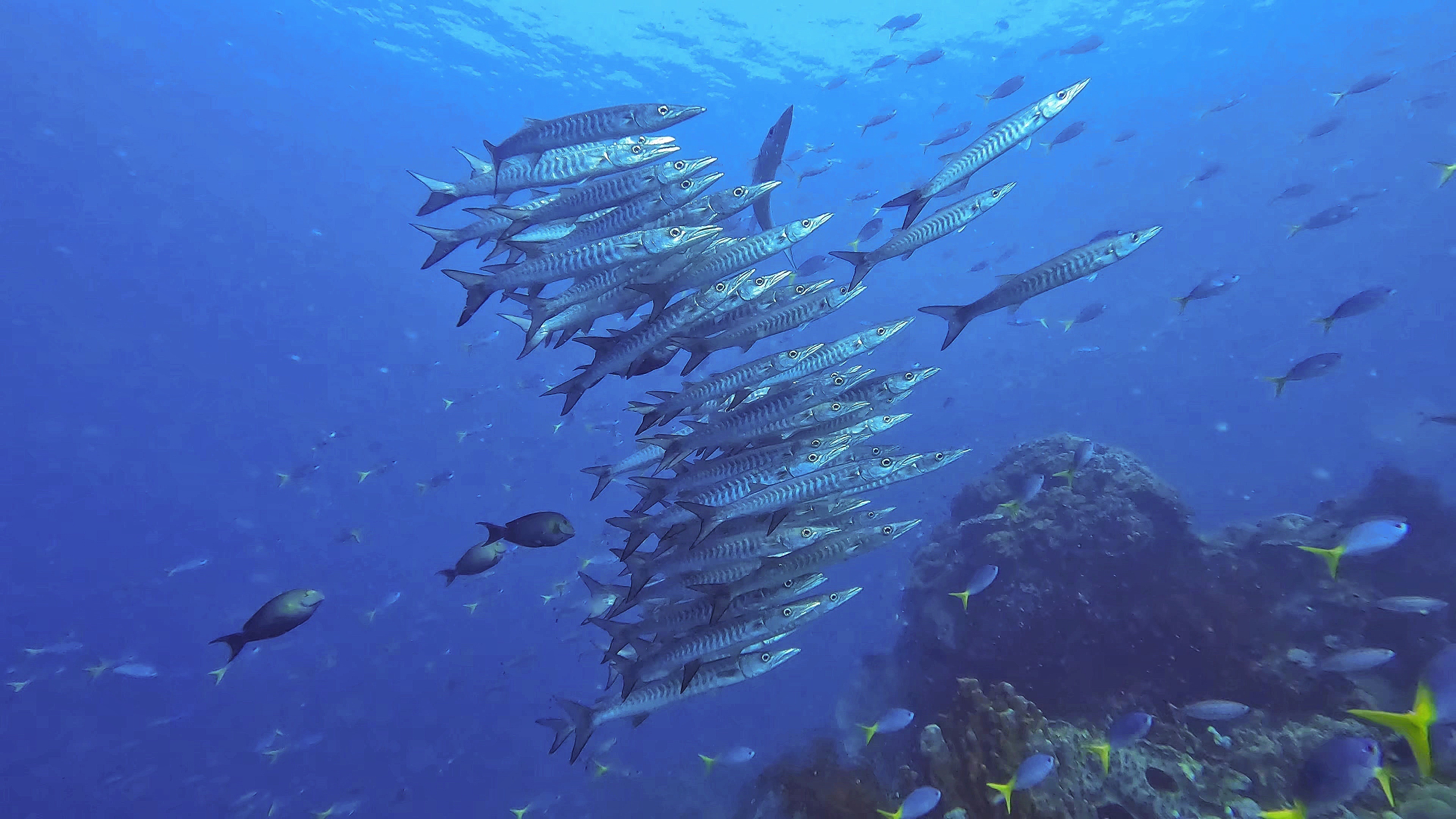 du lich indonesia anh 4