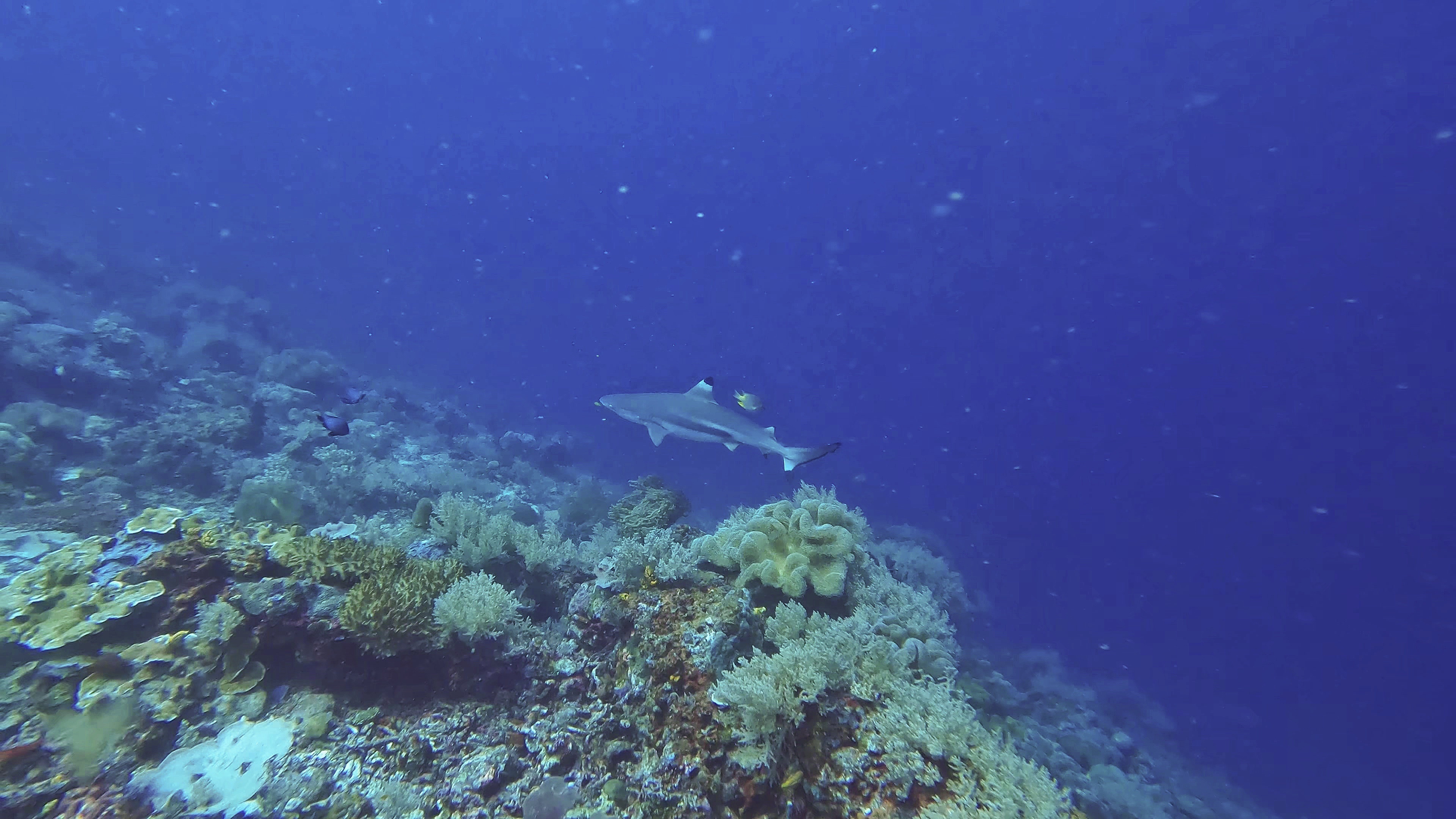 du lich indonesia anh 3