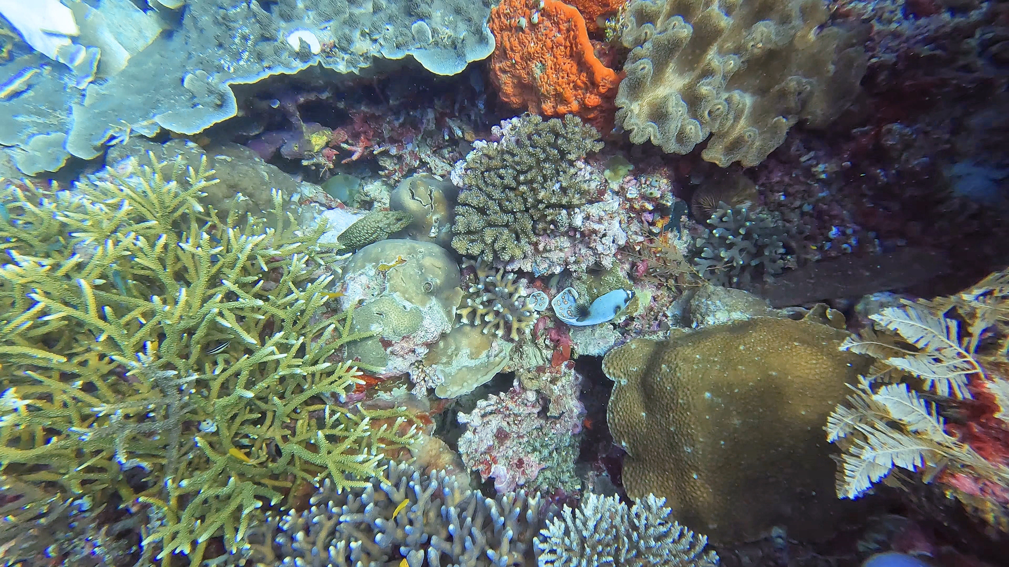 du lich indonesia anh 8