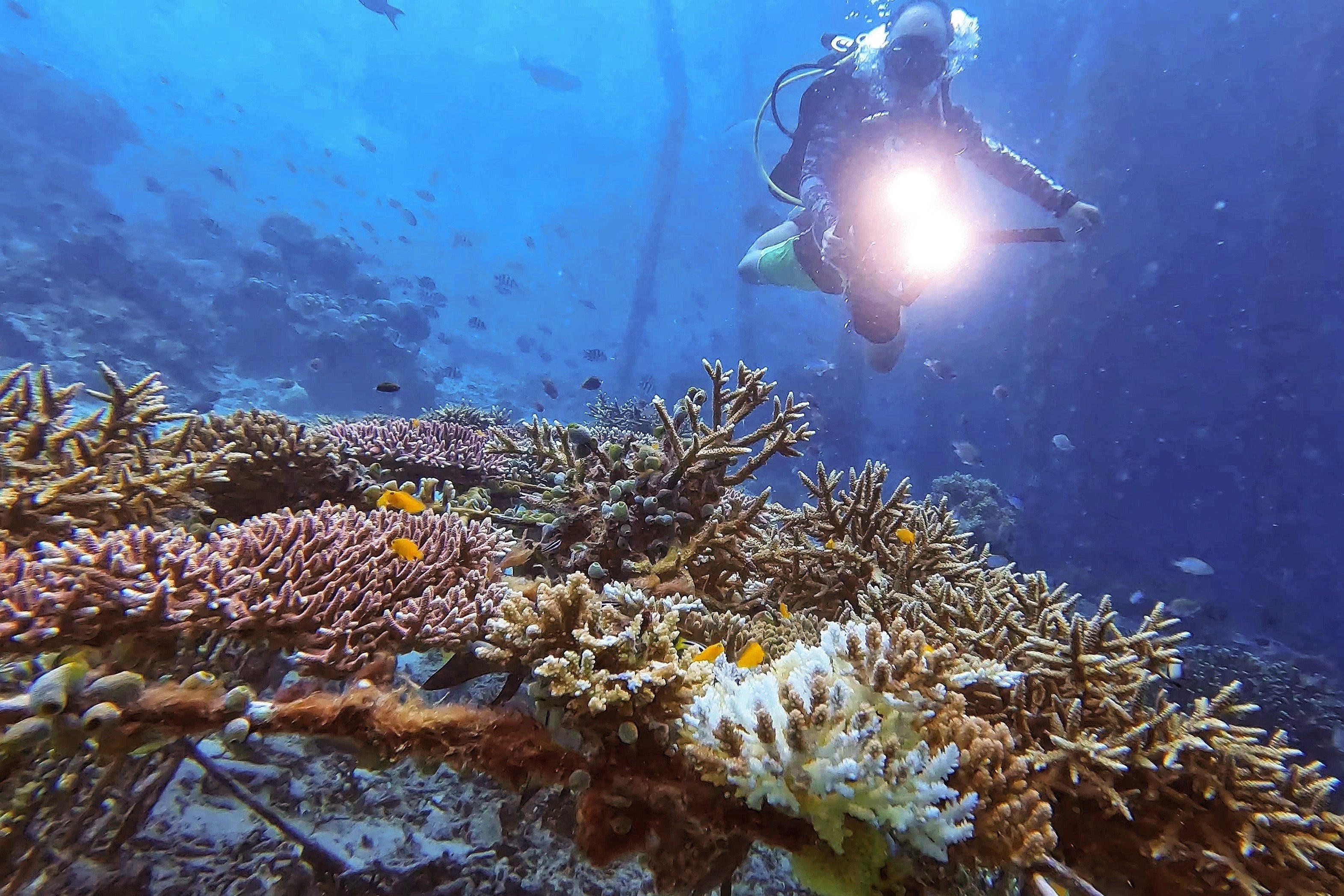 Khach Viet bat ngo vi thien duong duoi nuoc o Indonesia hinh anh