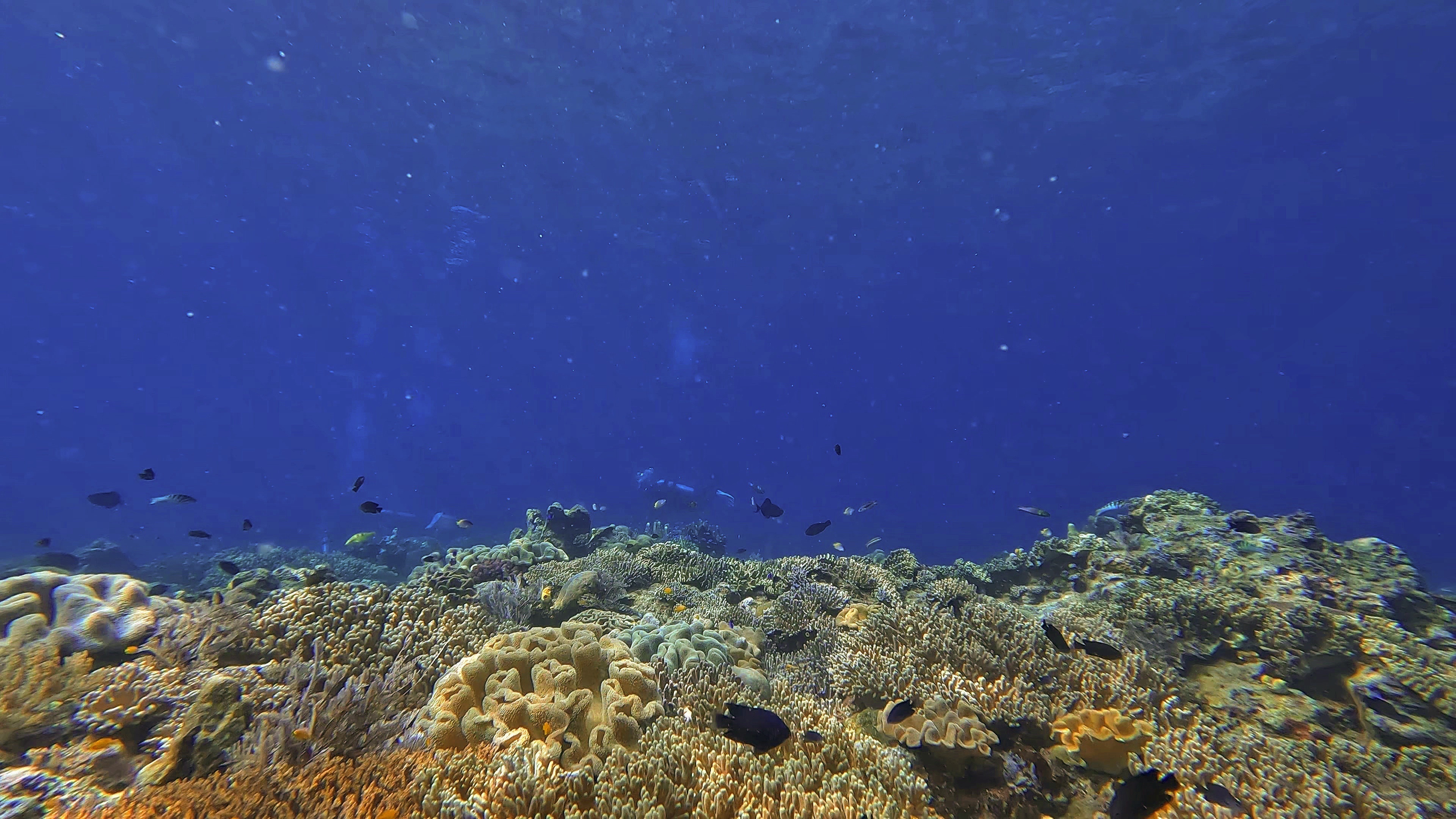 du lich indonesia anh 9