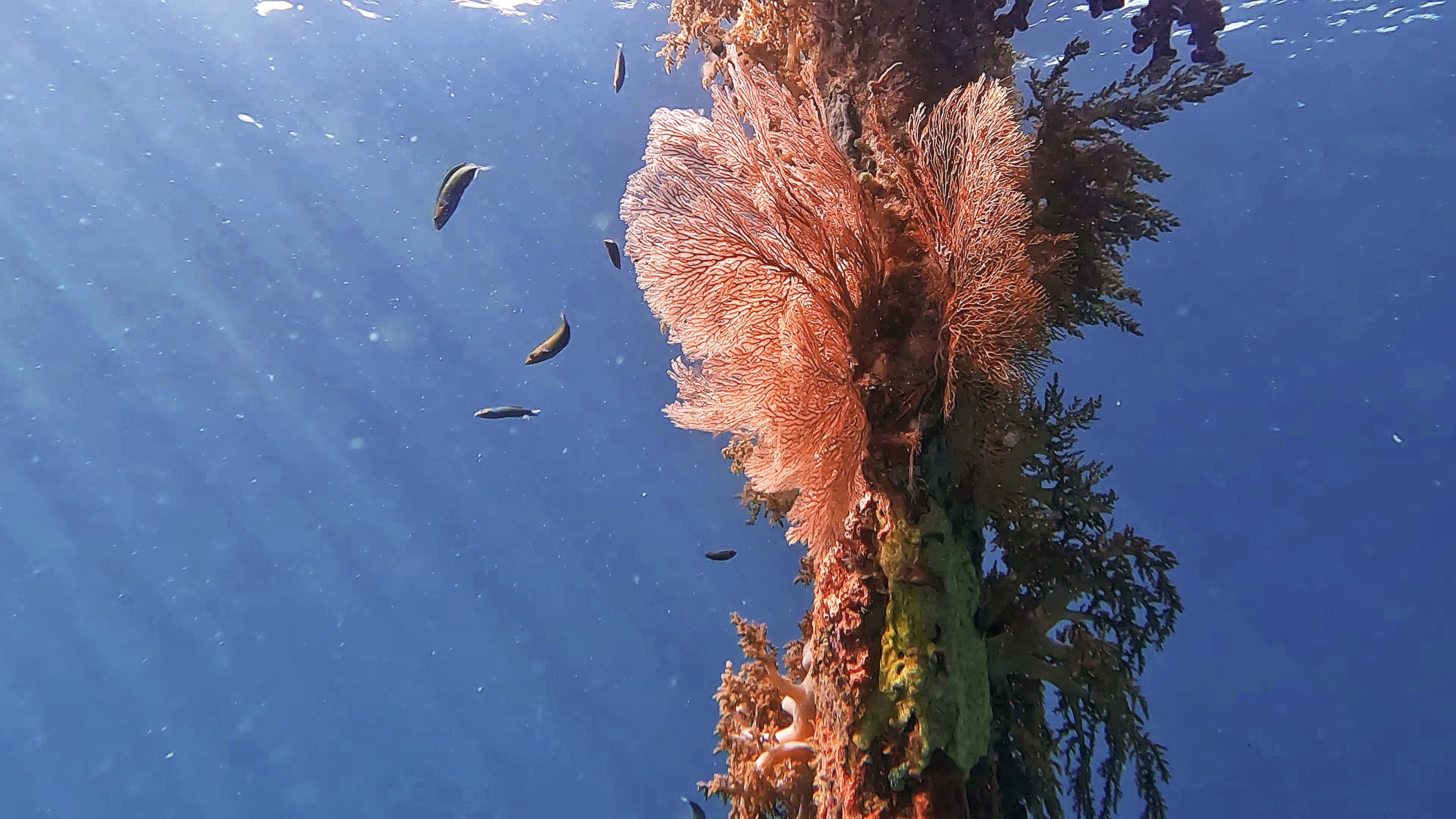 du lich indonesia anh 10