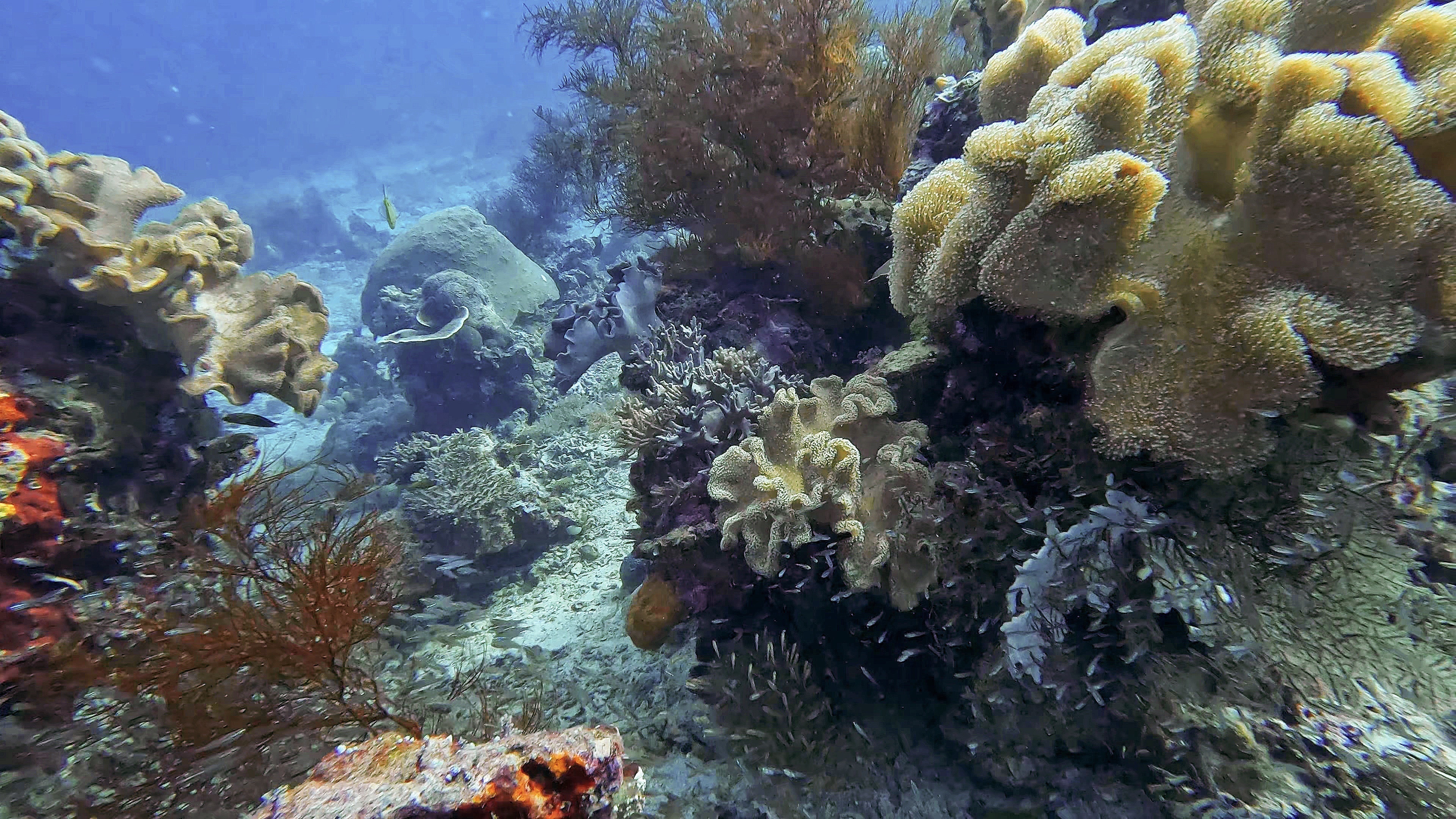 du lich indonesia anh 11