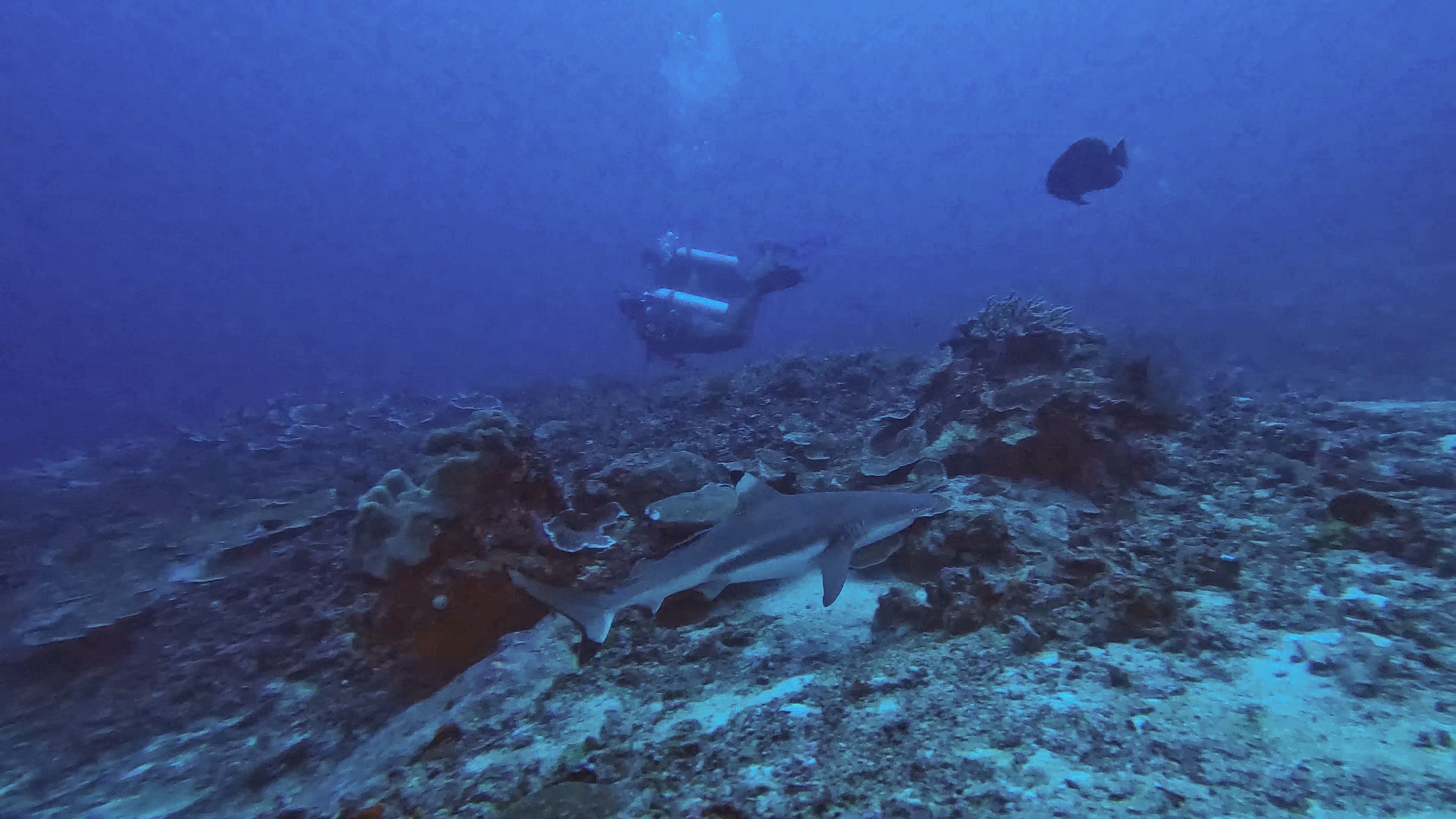 du lich indonesia anh 13