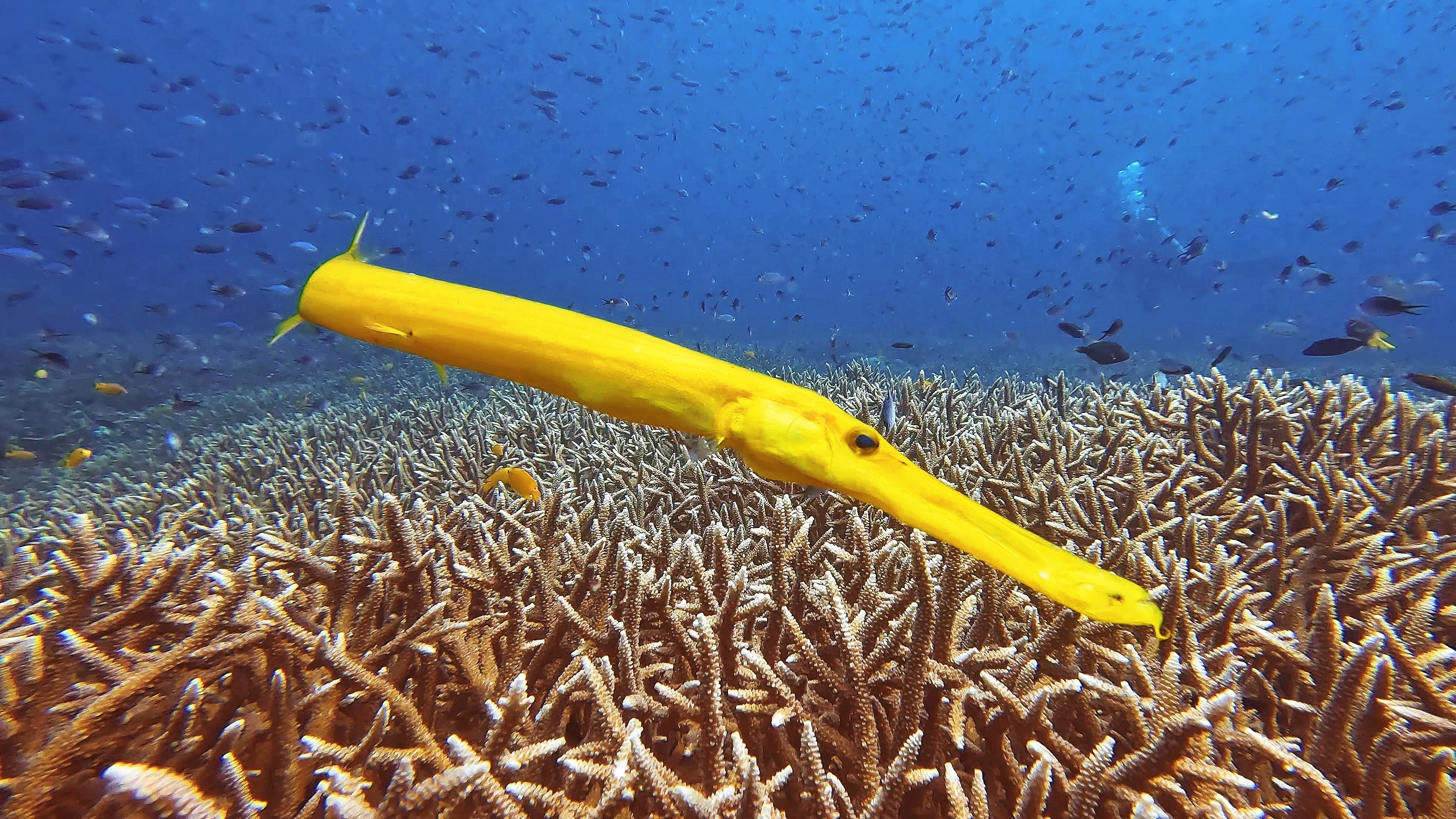 du lich indonesia anh 14