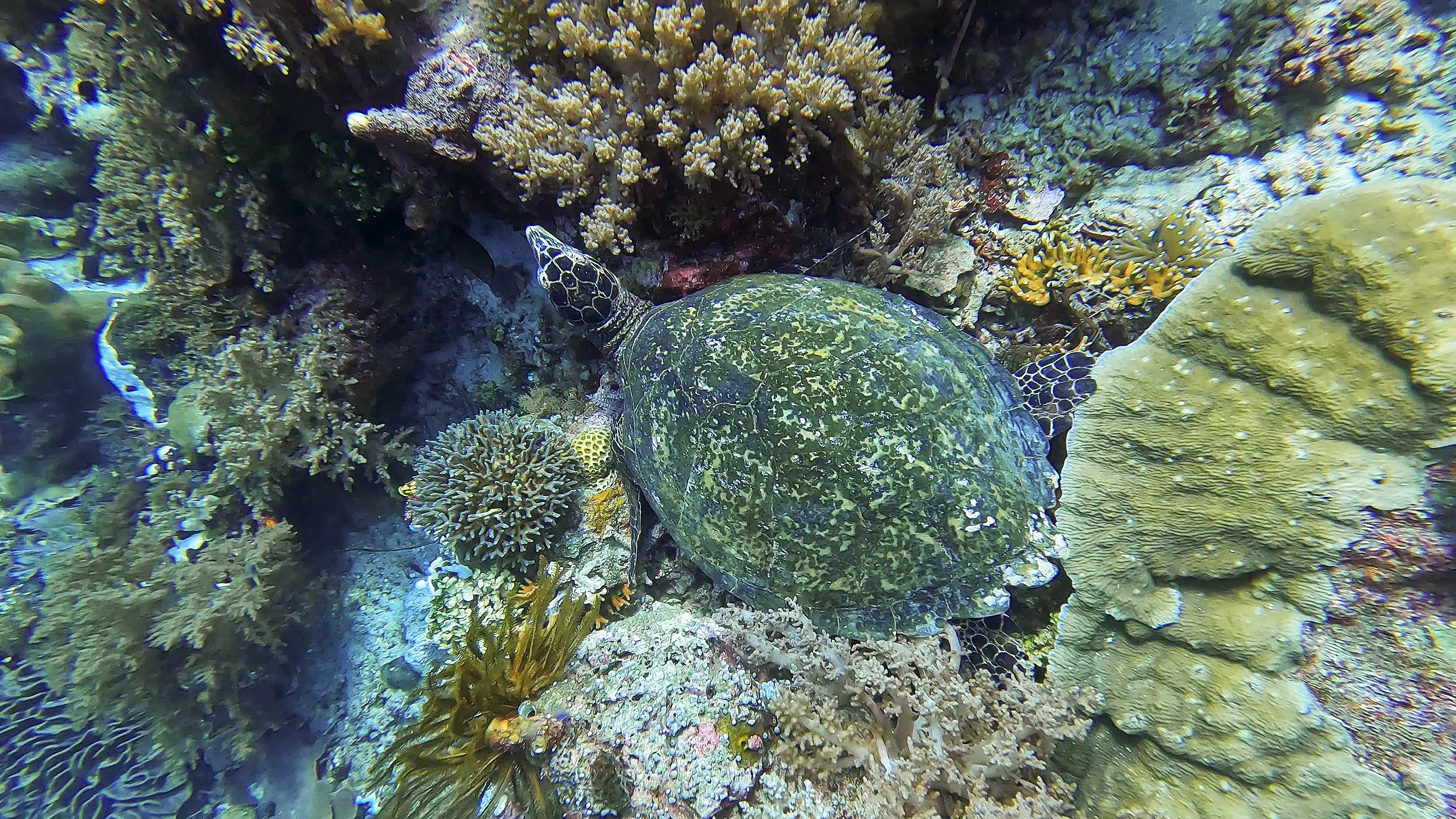 du lich indonesia anh 15