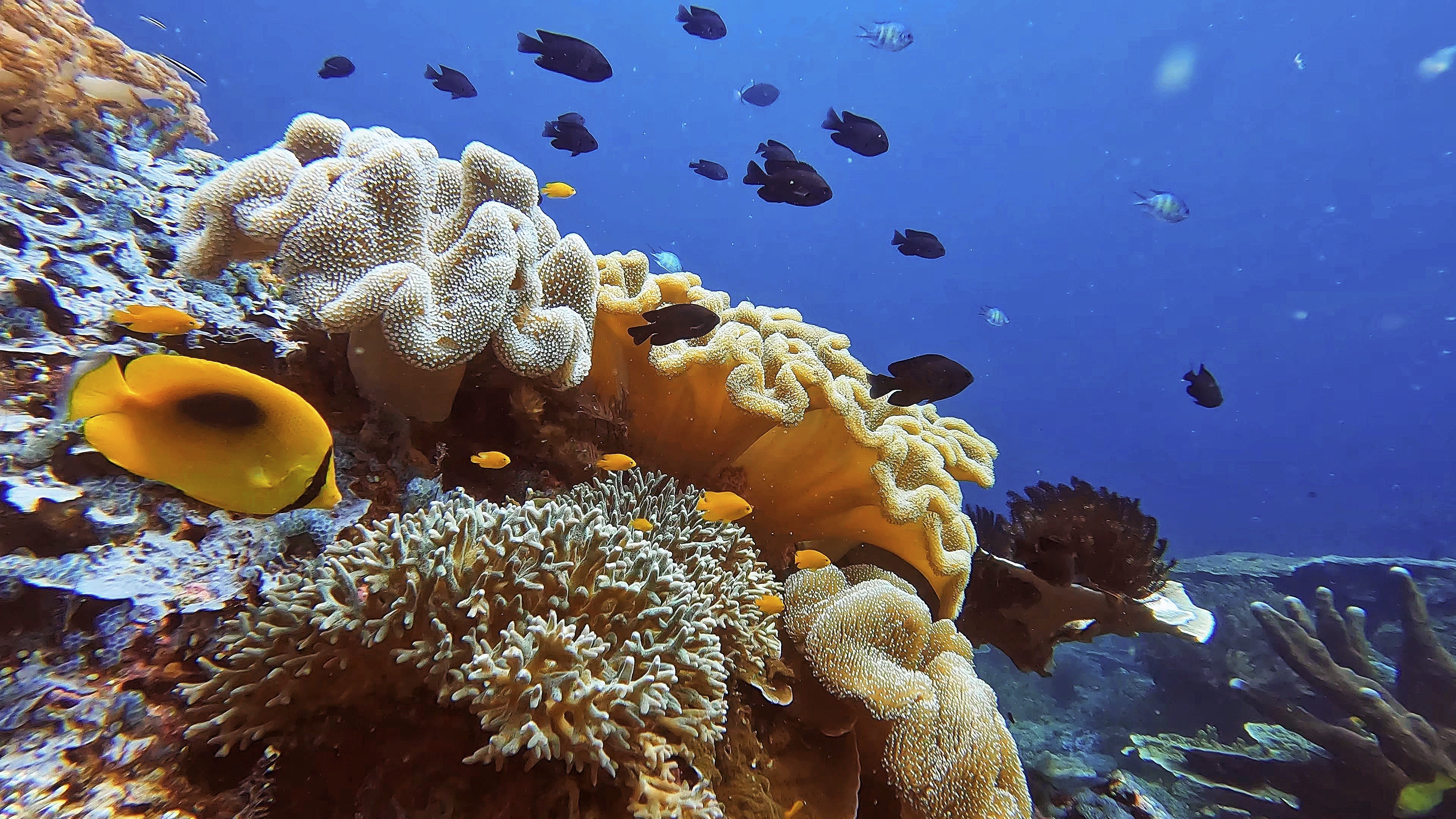 du lich indonesia anh 16