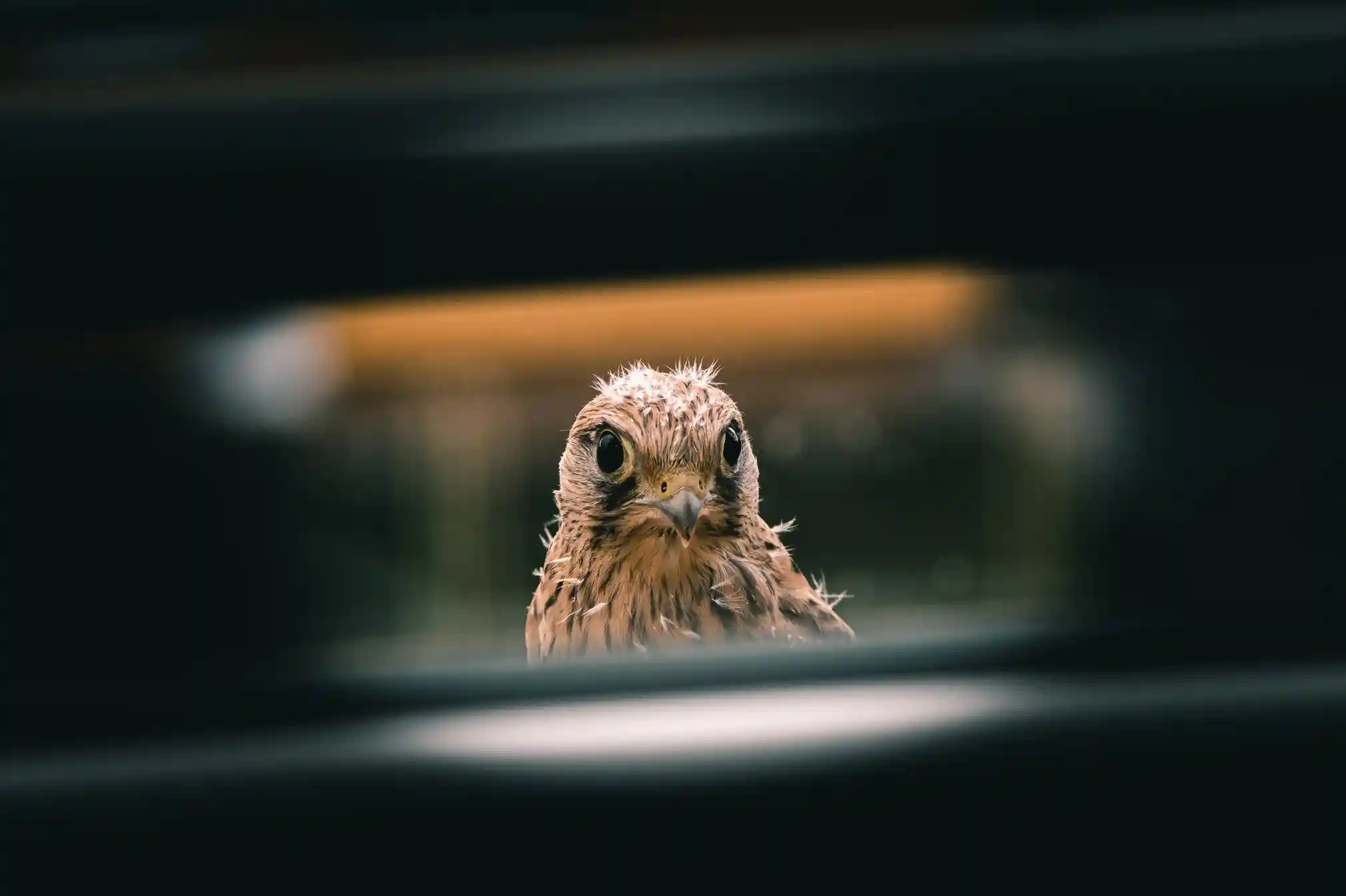 anh dong vat hoang da anh 7