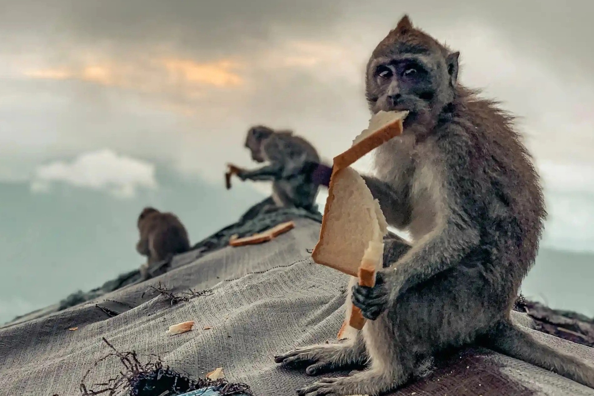 Loat anh dong vat hoang da o do thi hinh anh