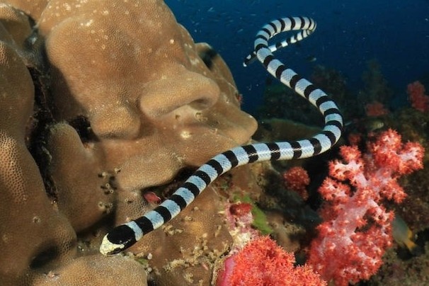 Thuc hu ran bien xuat hien o dao Phu Quy hinh anh