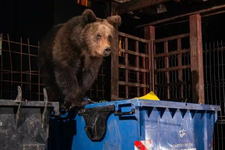 Noi nguoi dan quen canh gau luc thung rac hinh anh