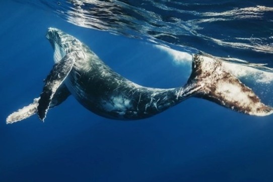 Ca voi xuat hien o Binh Dinh hinh anh