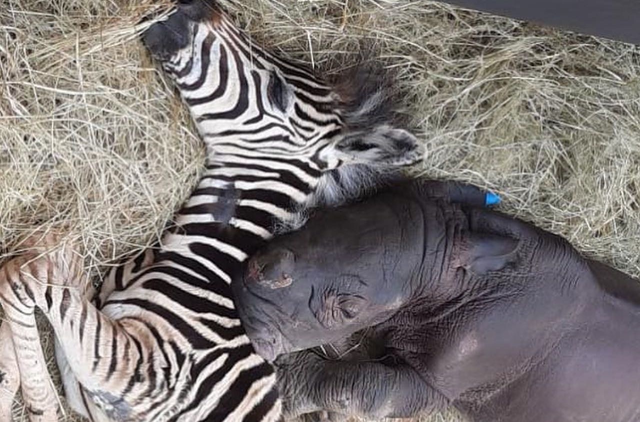 te giac chau phi anh 3