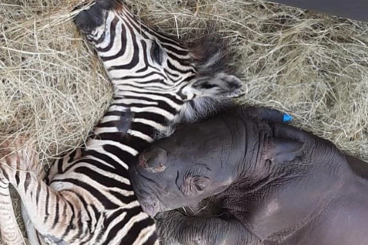 Te giac va ngua van thich ngu cung nhau hinh anh