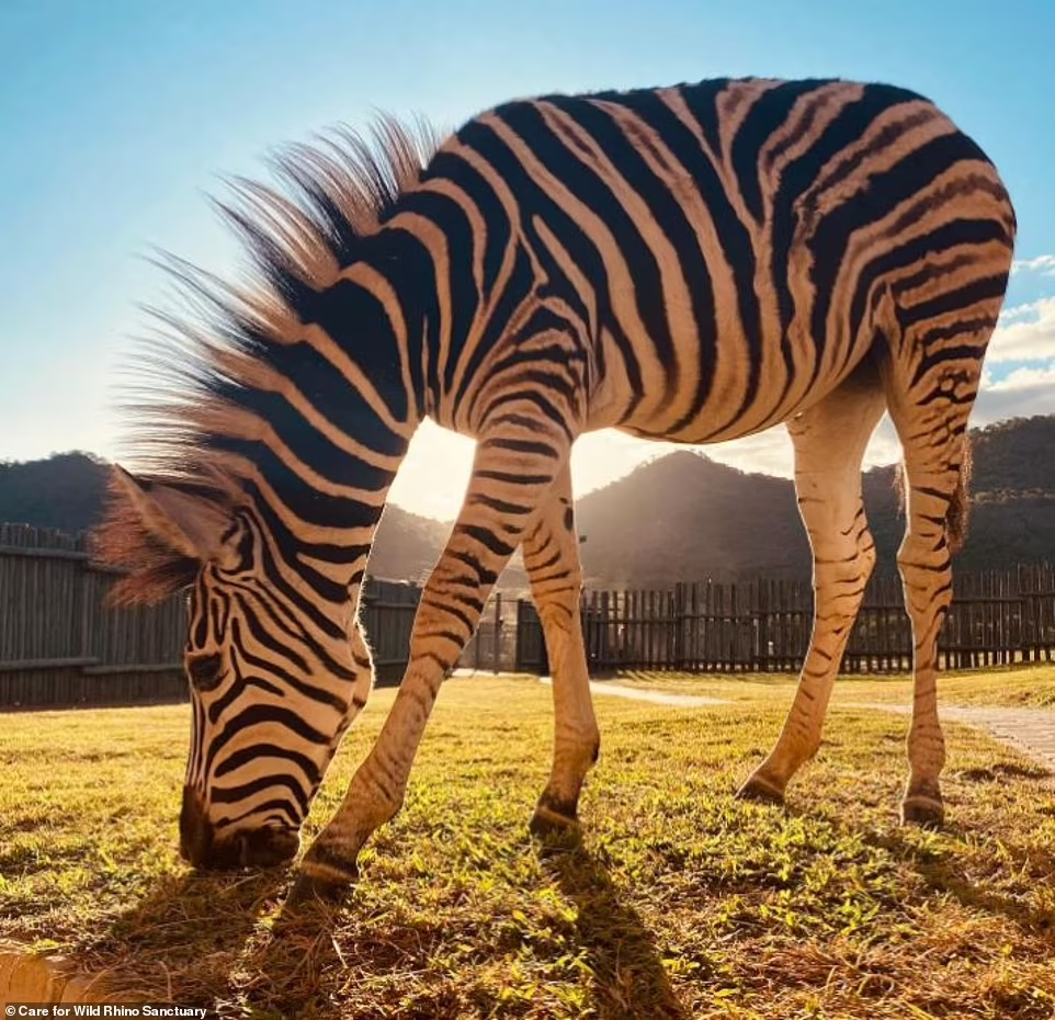 te giac chau phi anh 4