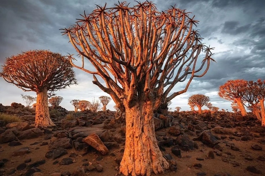 Nhung khu rung huyen bi nhat the gioi hinh anh