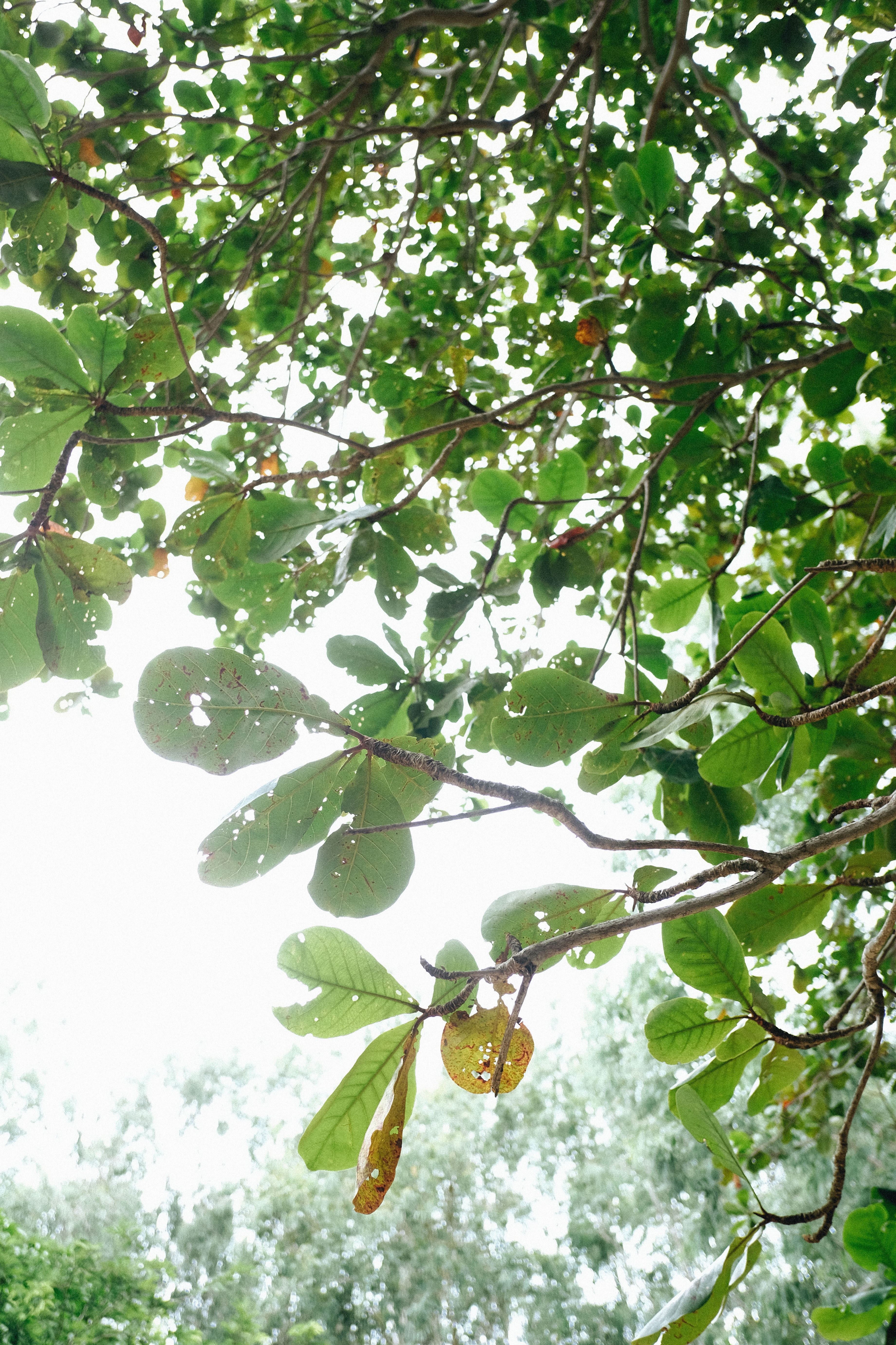 cu lao mai nha anh 2