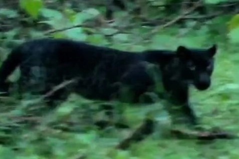 Bao hoa mai den quy hiem xuat hien o An Do hinh anh