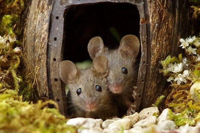 Ngoi lang cua chuot hinh anh