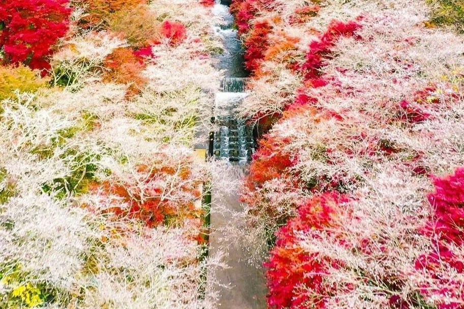 Noi duy nhat anh dao no trai mua o Nhat Ban hinh anh