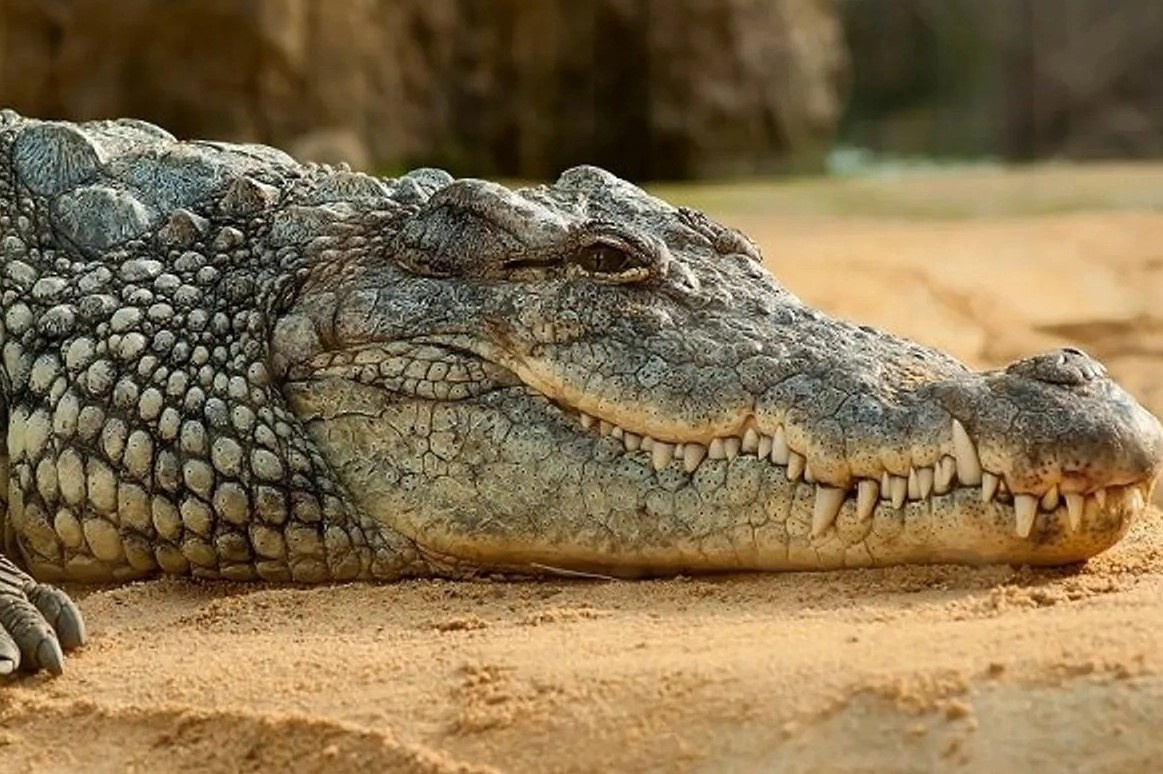 Ca sau an chay 75 tuoi qua doi hinh anh